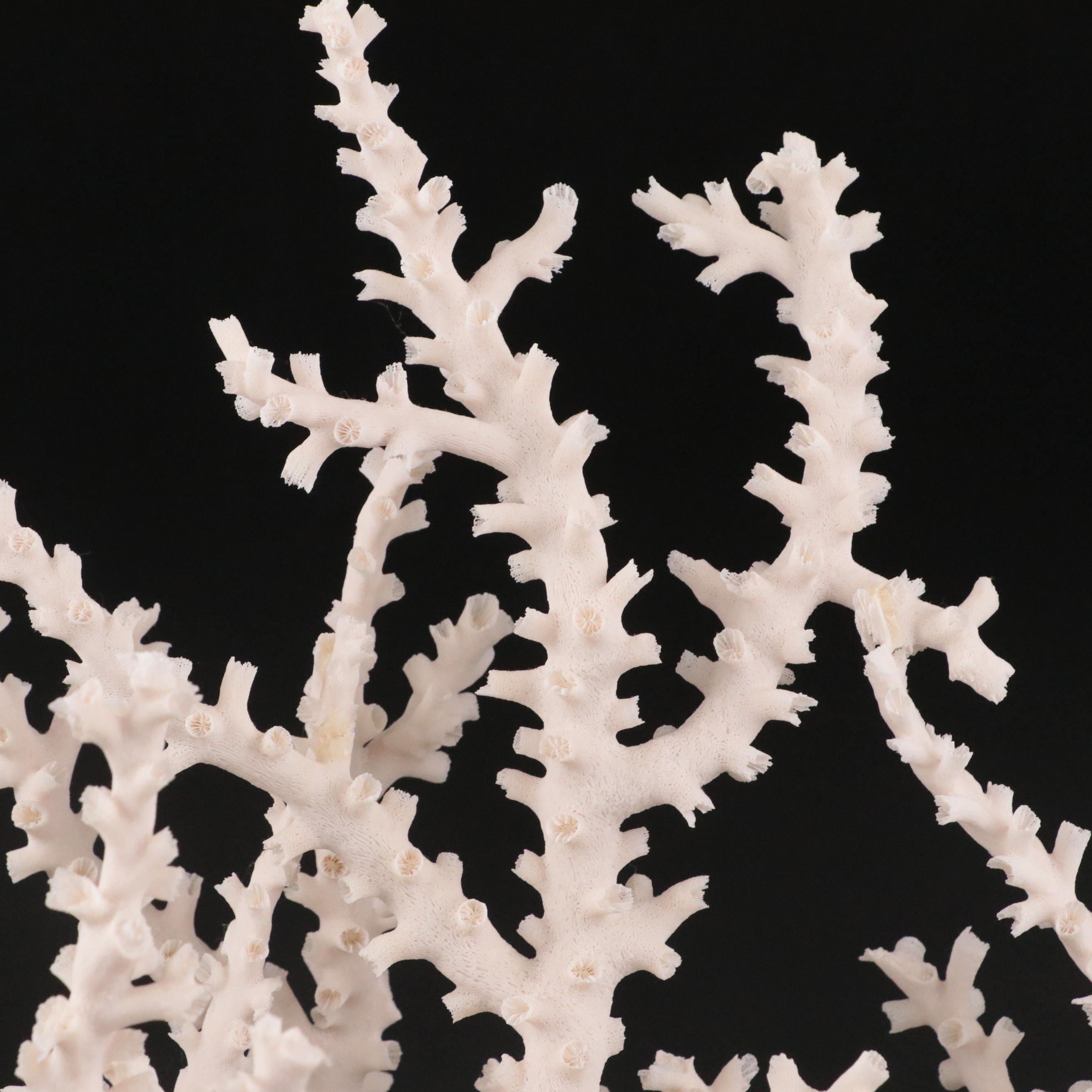 Fossil Scleractinian Octopus Coral Specimen