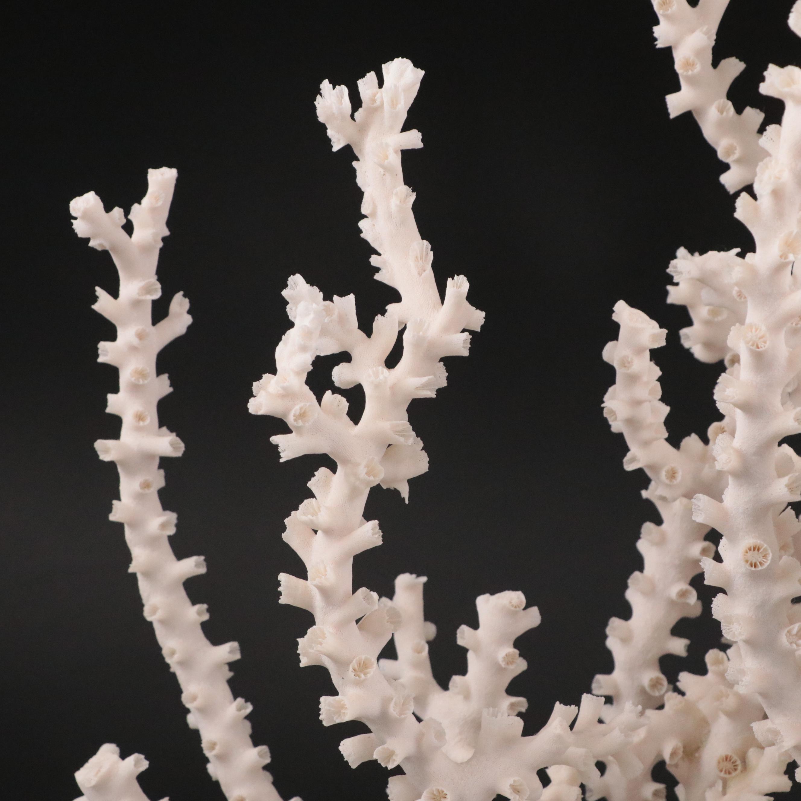 Fossil Scleractinian Octopus Coral Specimen