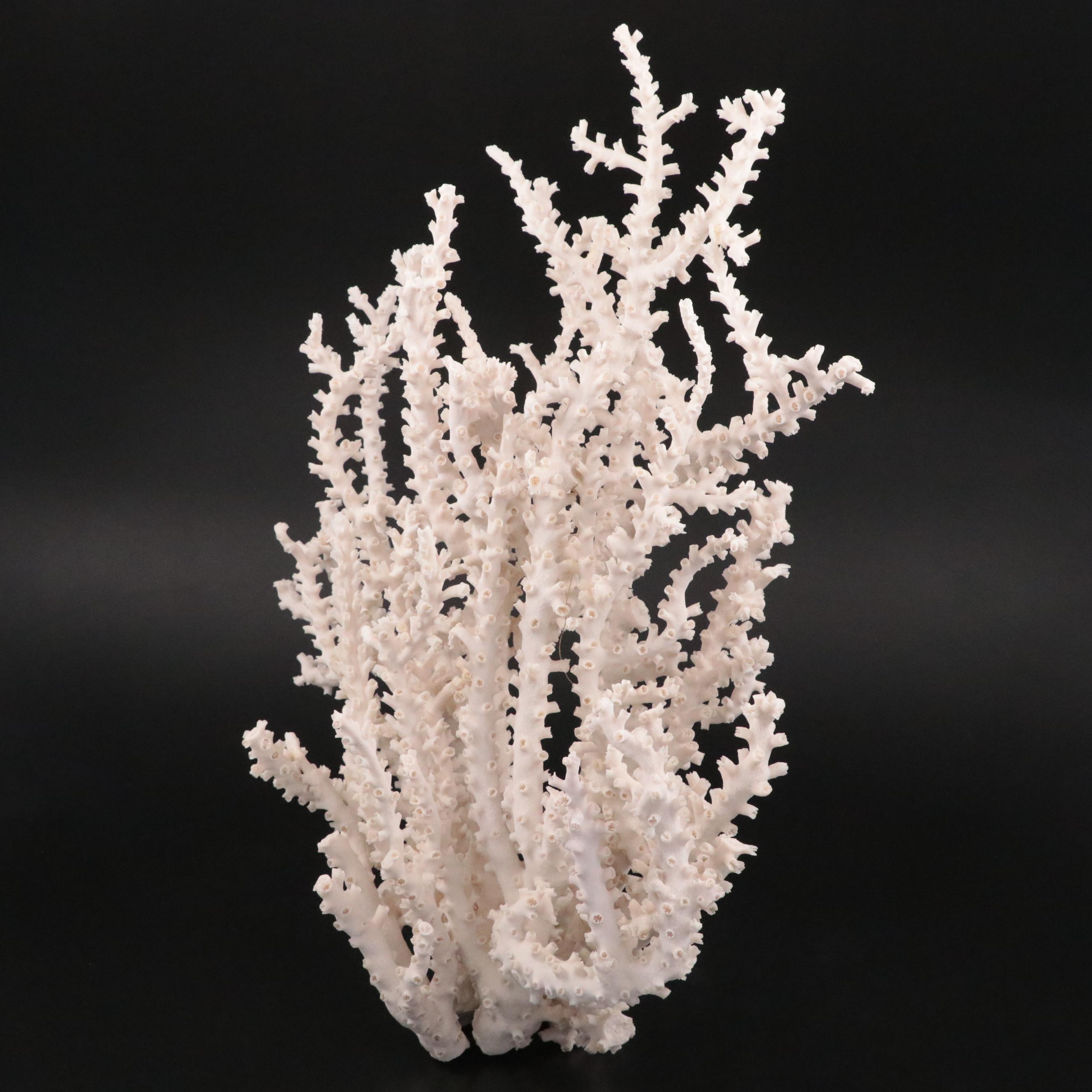 Fossil Scleractinian Octopus Coral Specimen