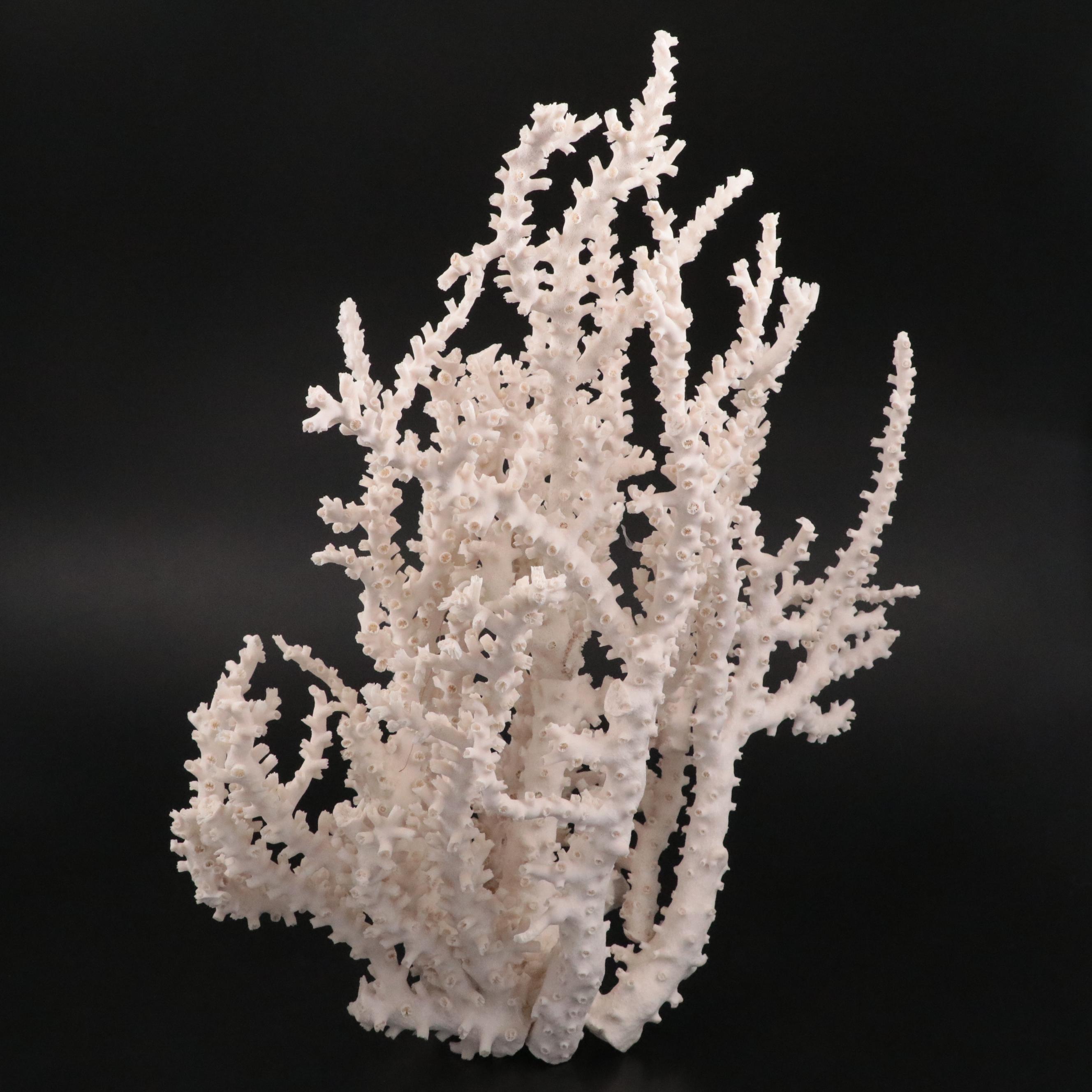 Fossil Scleractinian Octopus Coral Specimen