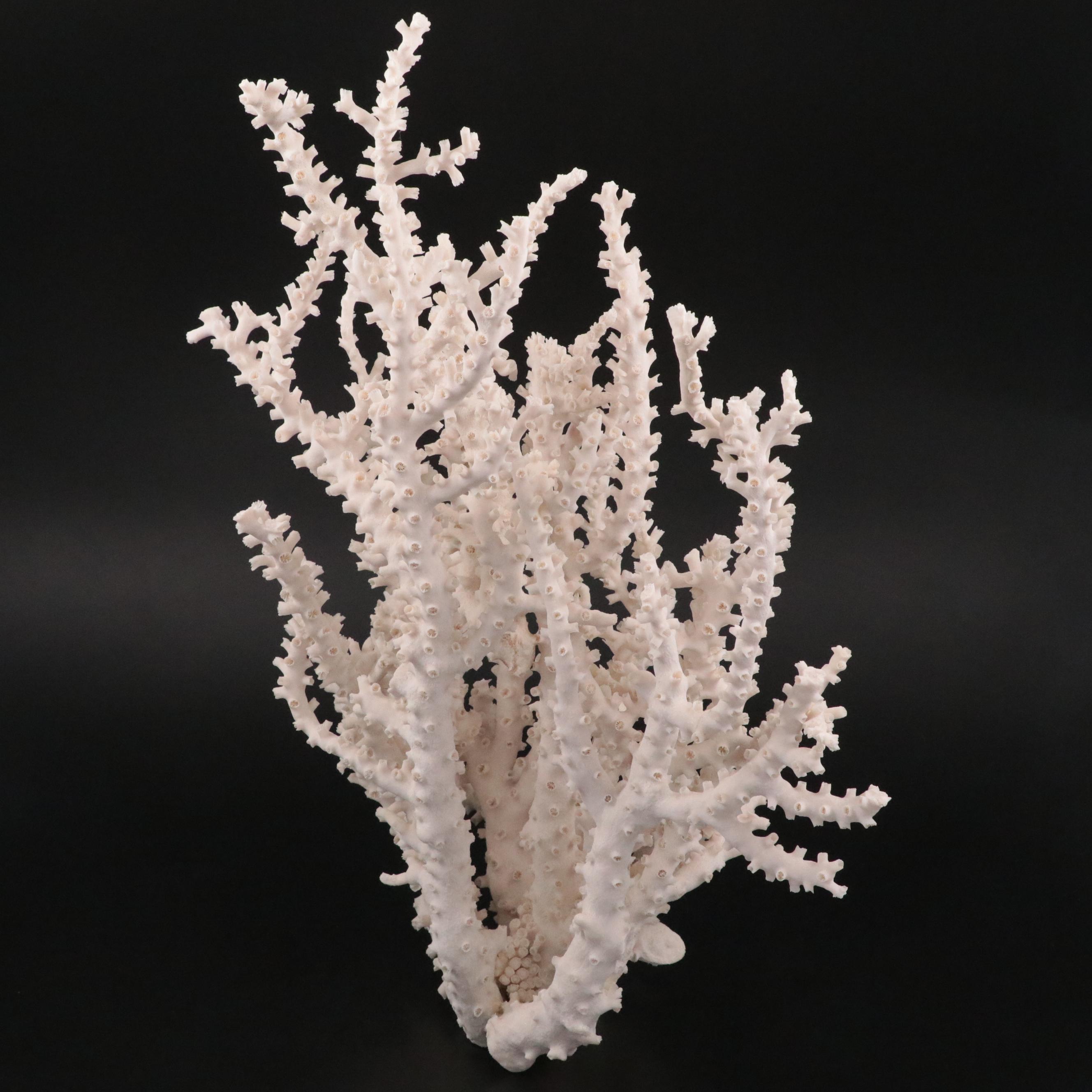 Fossil Scleractinian Octopus Coral Specimen