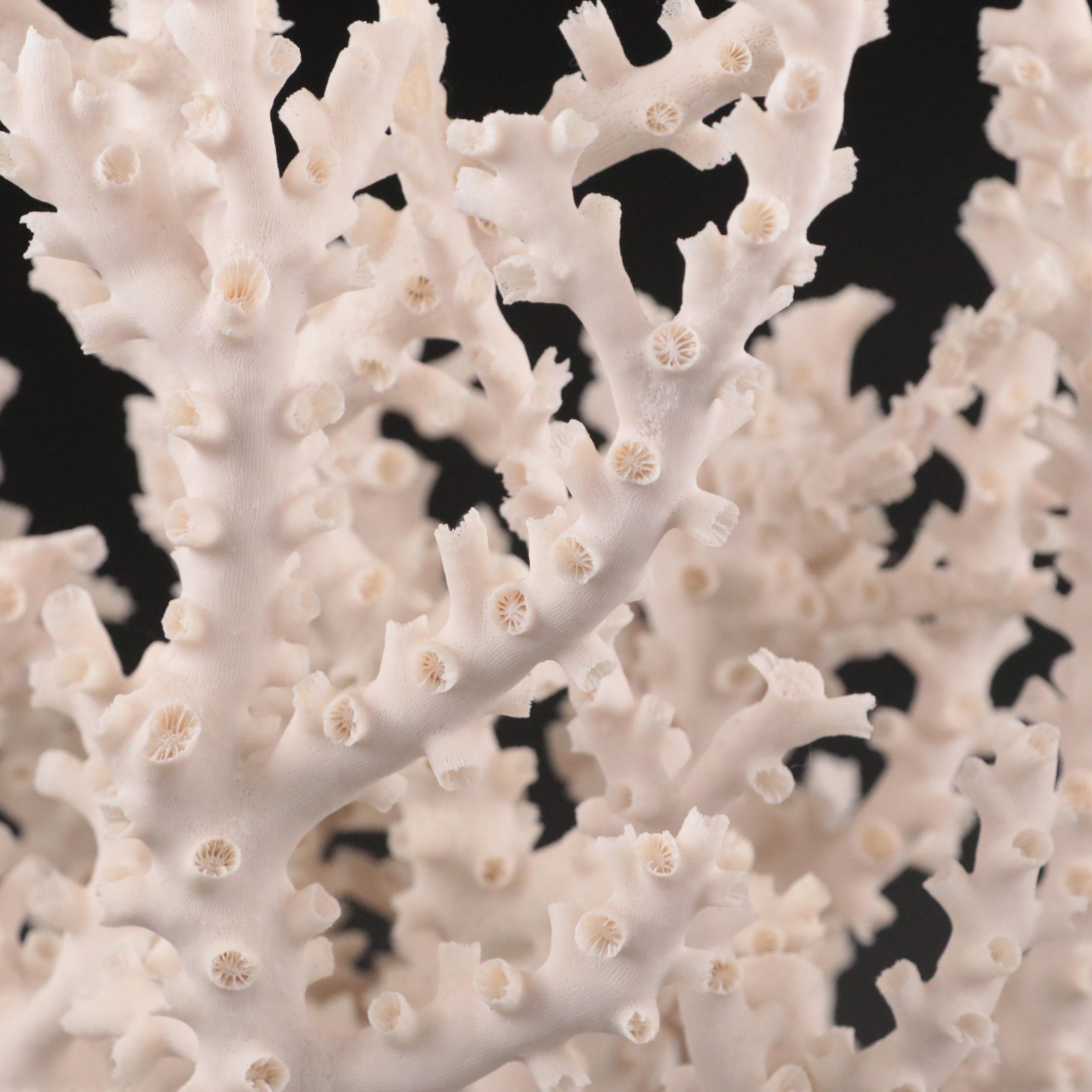 Fossil Scleractinian Octopus Coral Specimen