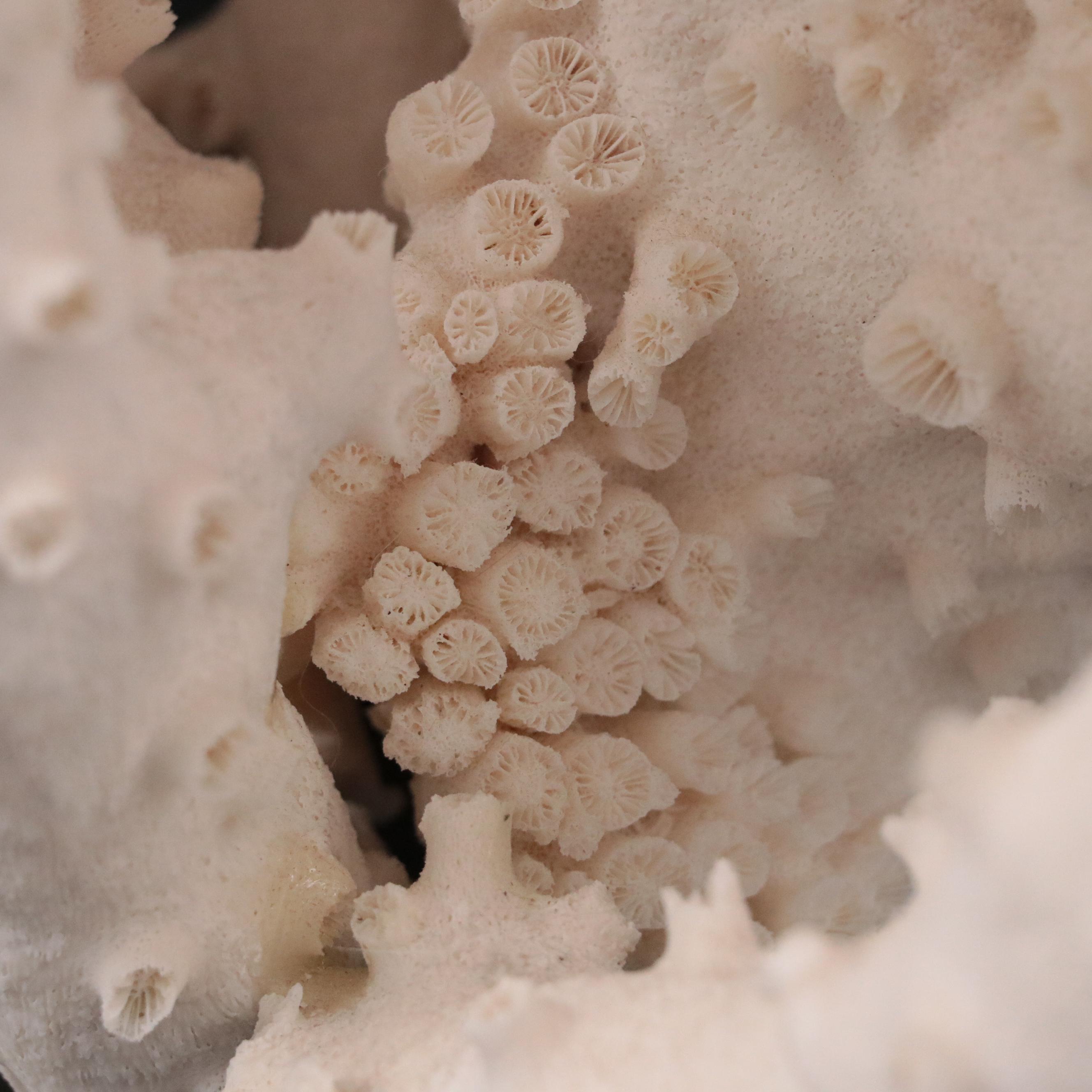 Fossil Scleractinian Octopus Coral Specimen