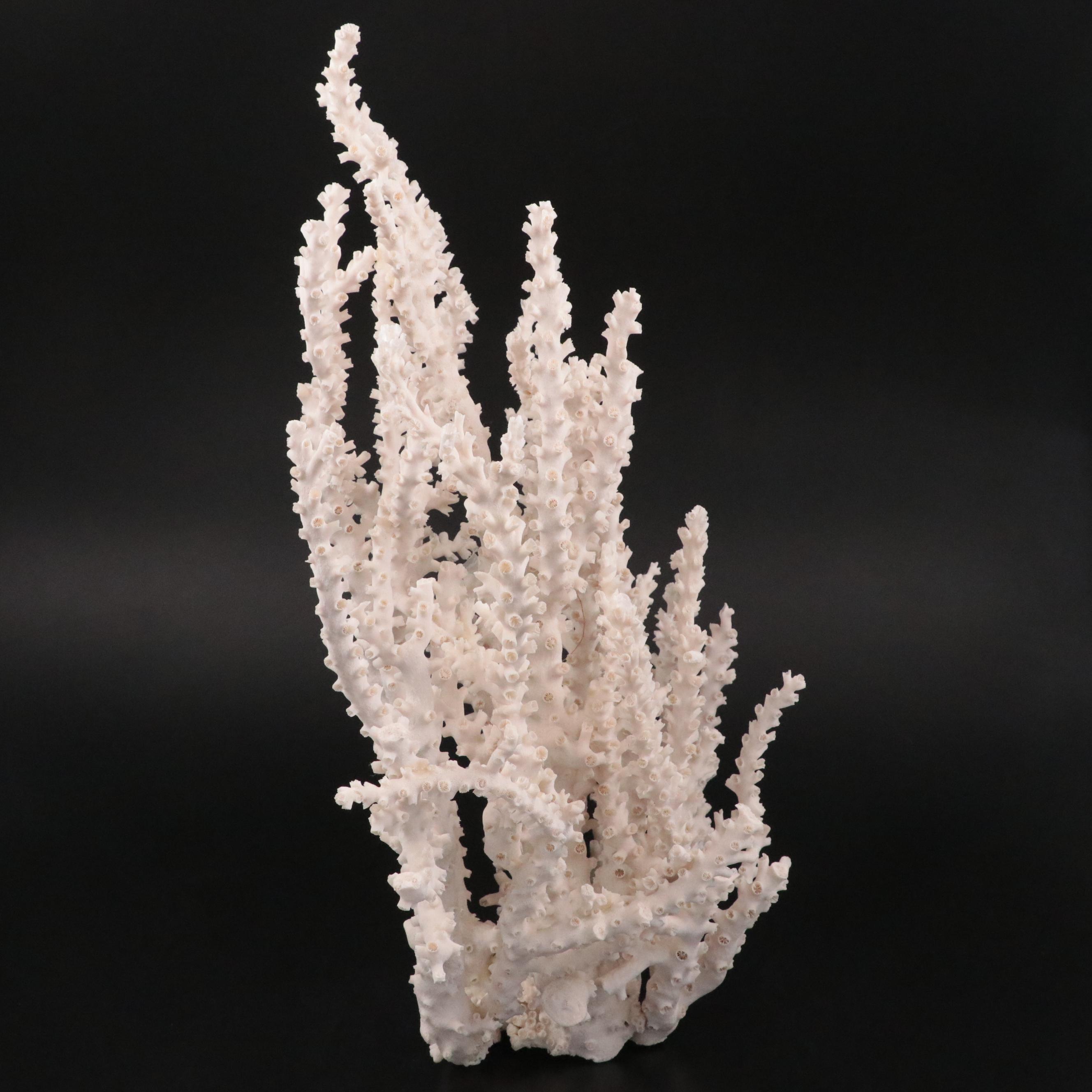 Fossil Scleractinian Octopus Coral Specimen