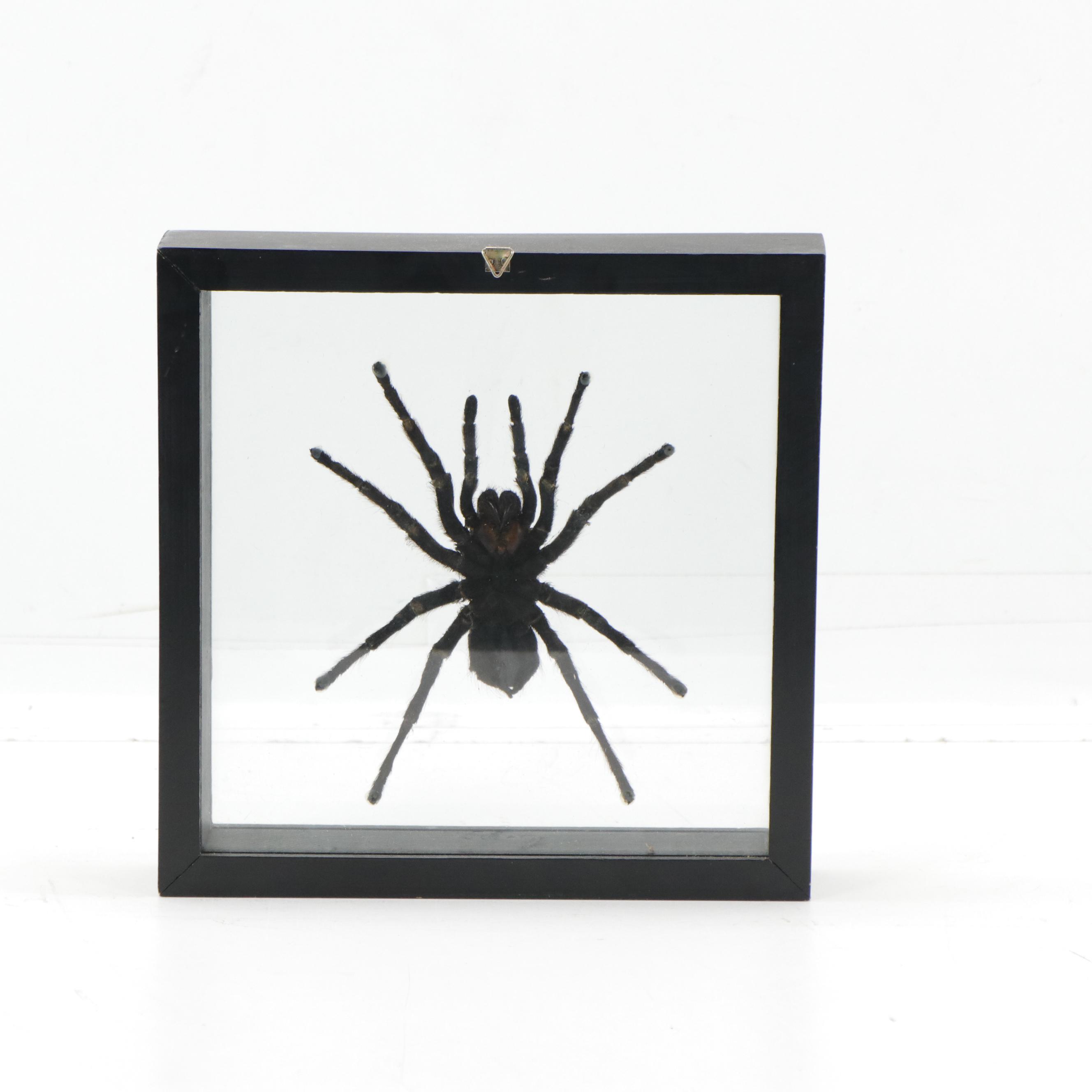 Taxidermy Tarantula Spider Specimen in Double Sided Frame