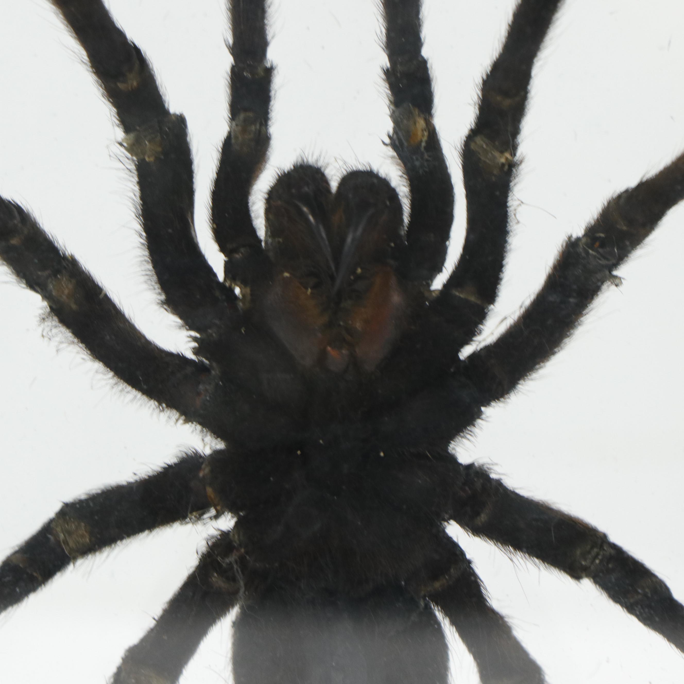 Taxidermy Tarantula Spider Specimen in Double Sided Frame