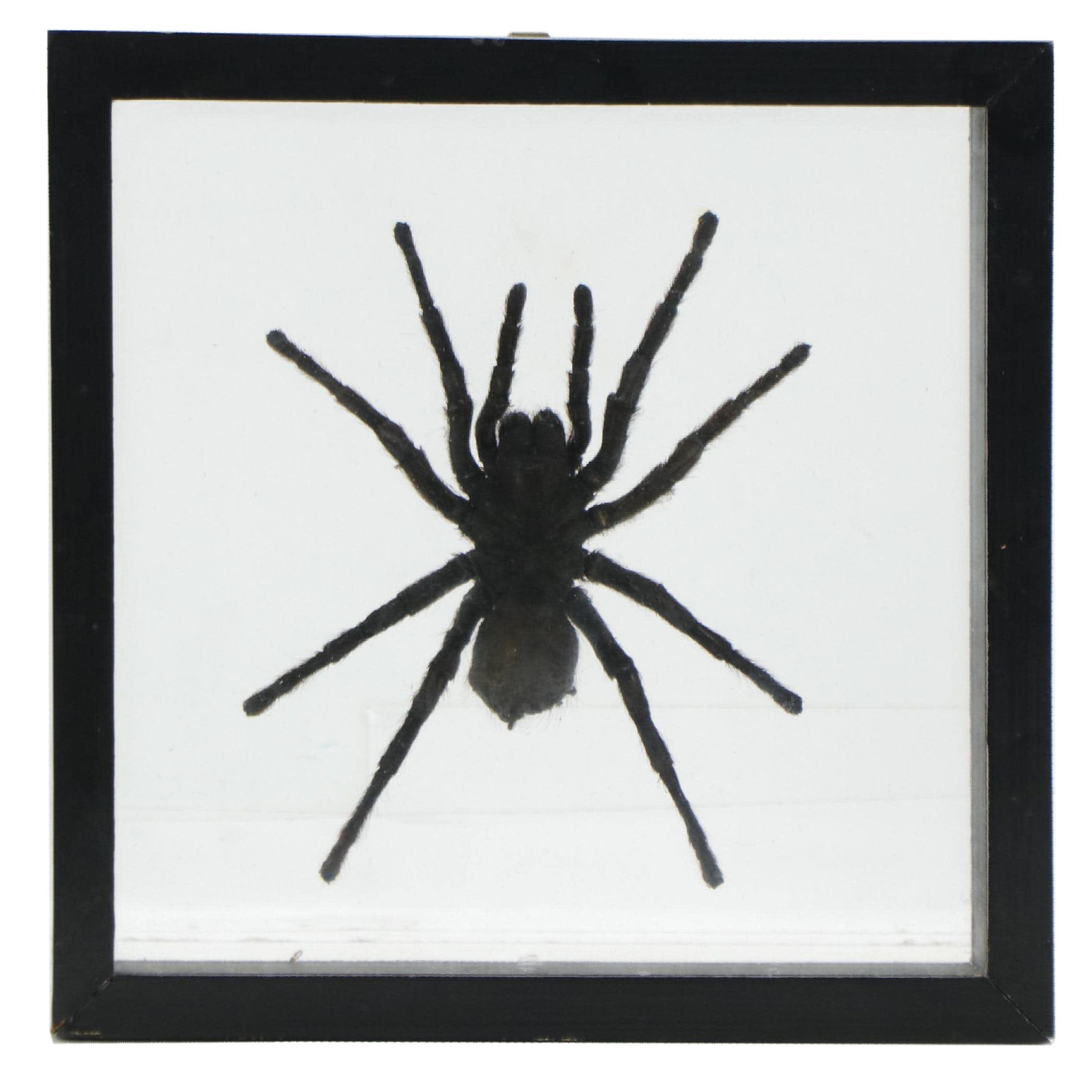 Taxidermy Tarantula Spider Specimen in Double Sided Frame