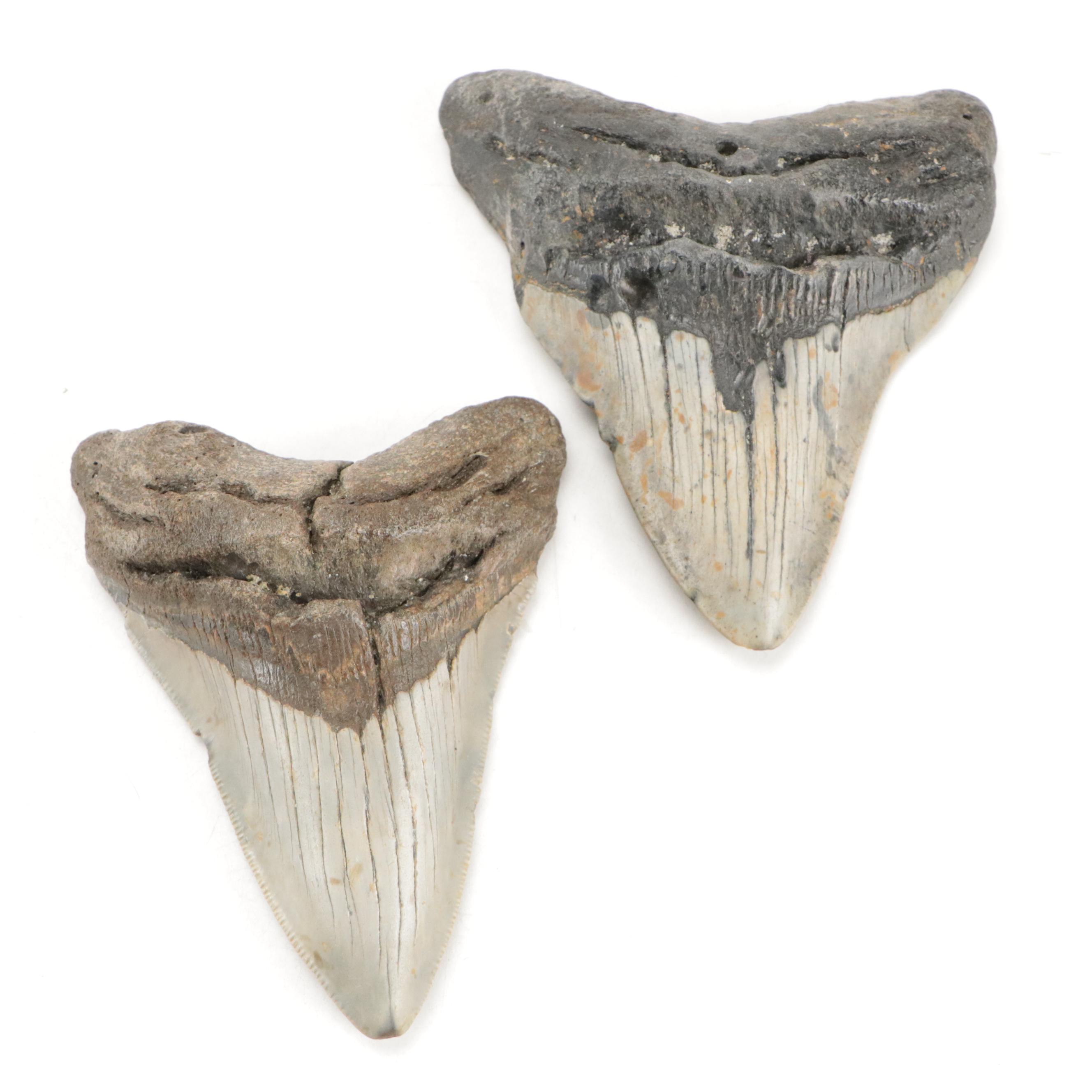 Fossilized Megalodon Teeth with COA
