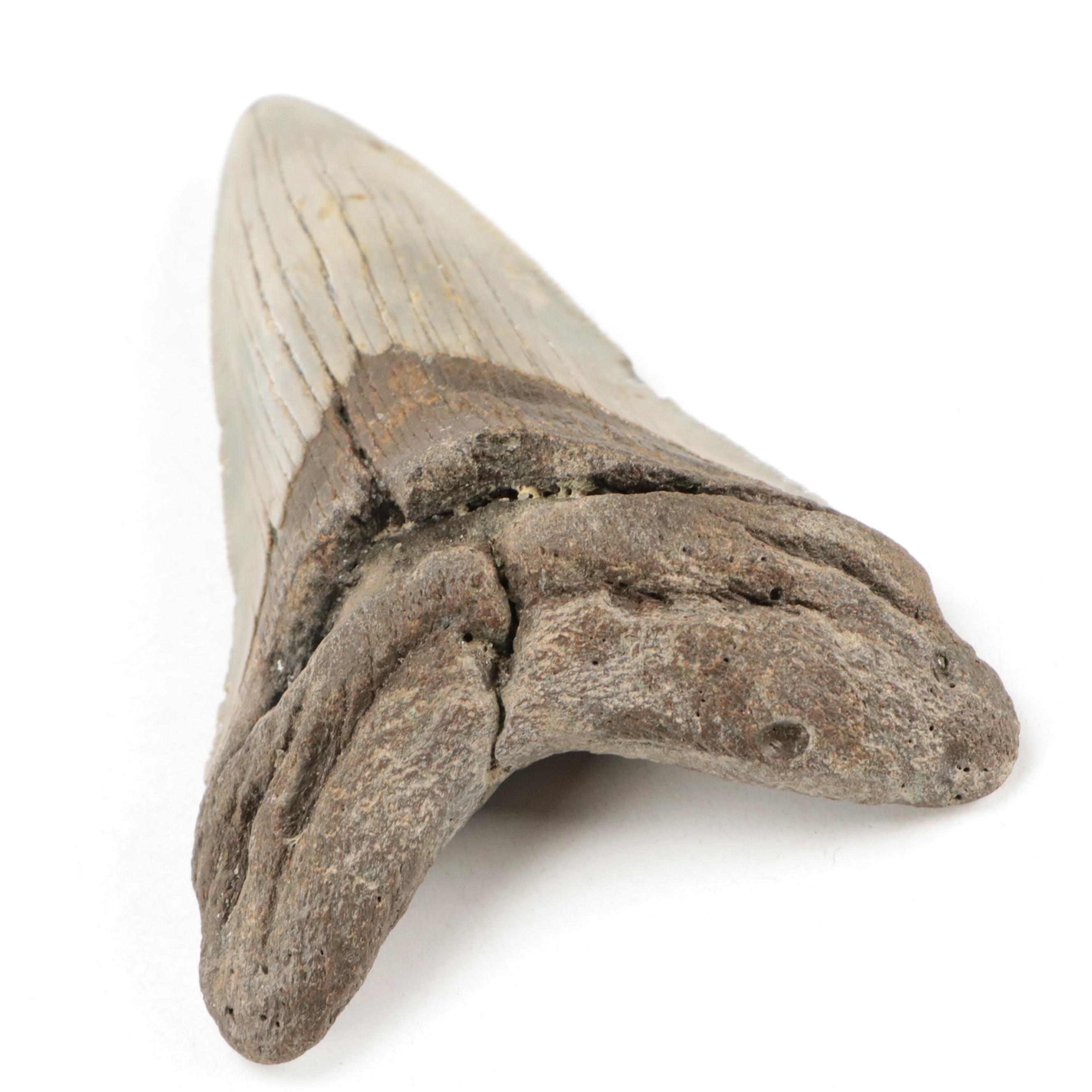 Fossilized Megalodon Teeth with COA