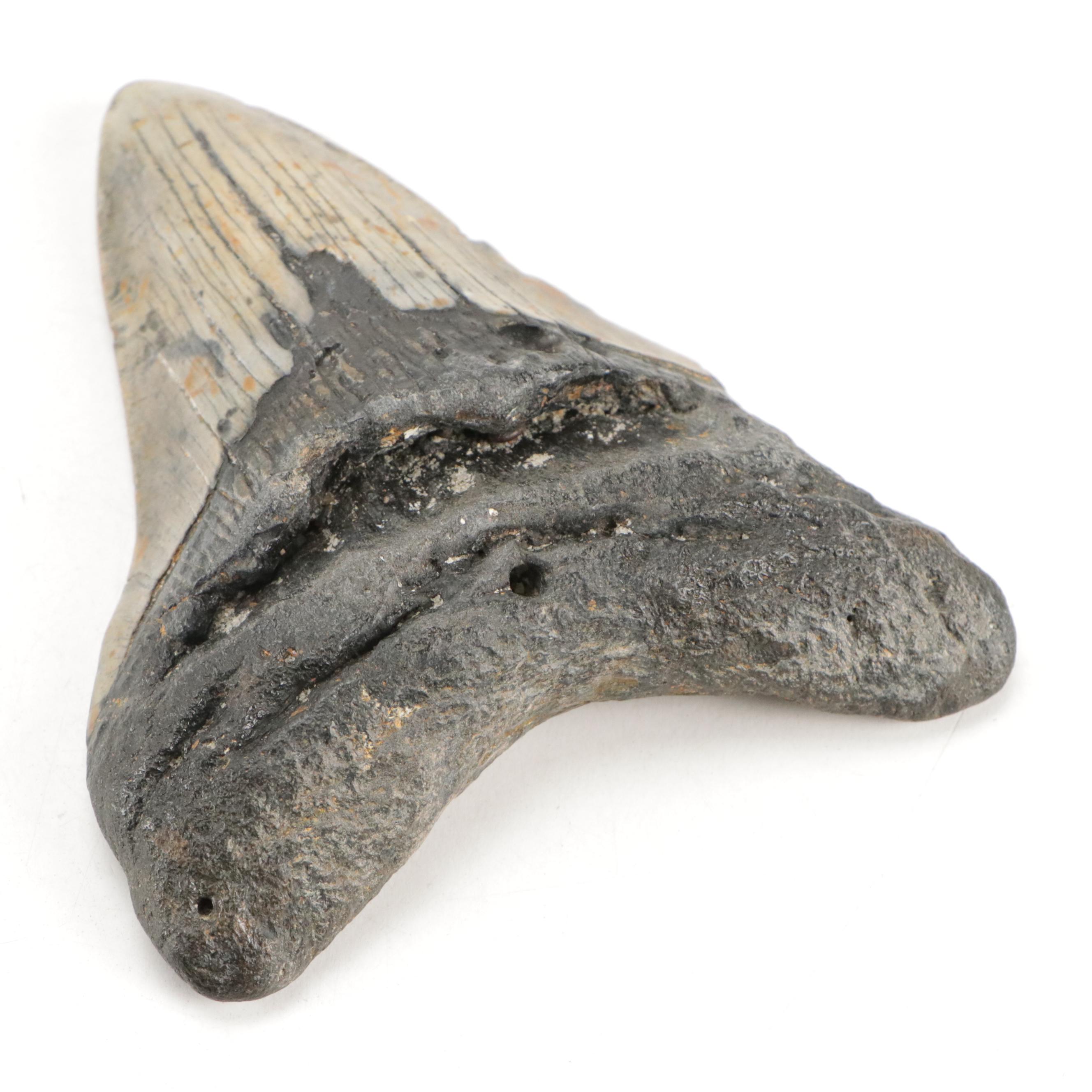 Fossilized Megalodon Teeth with COA