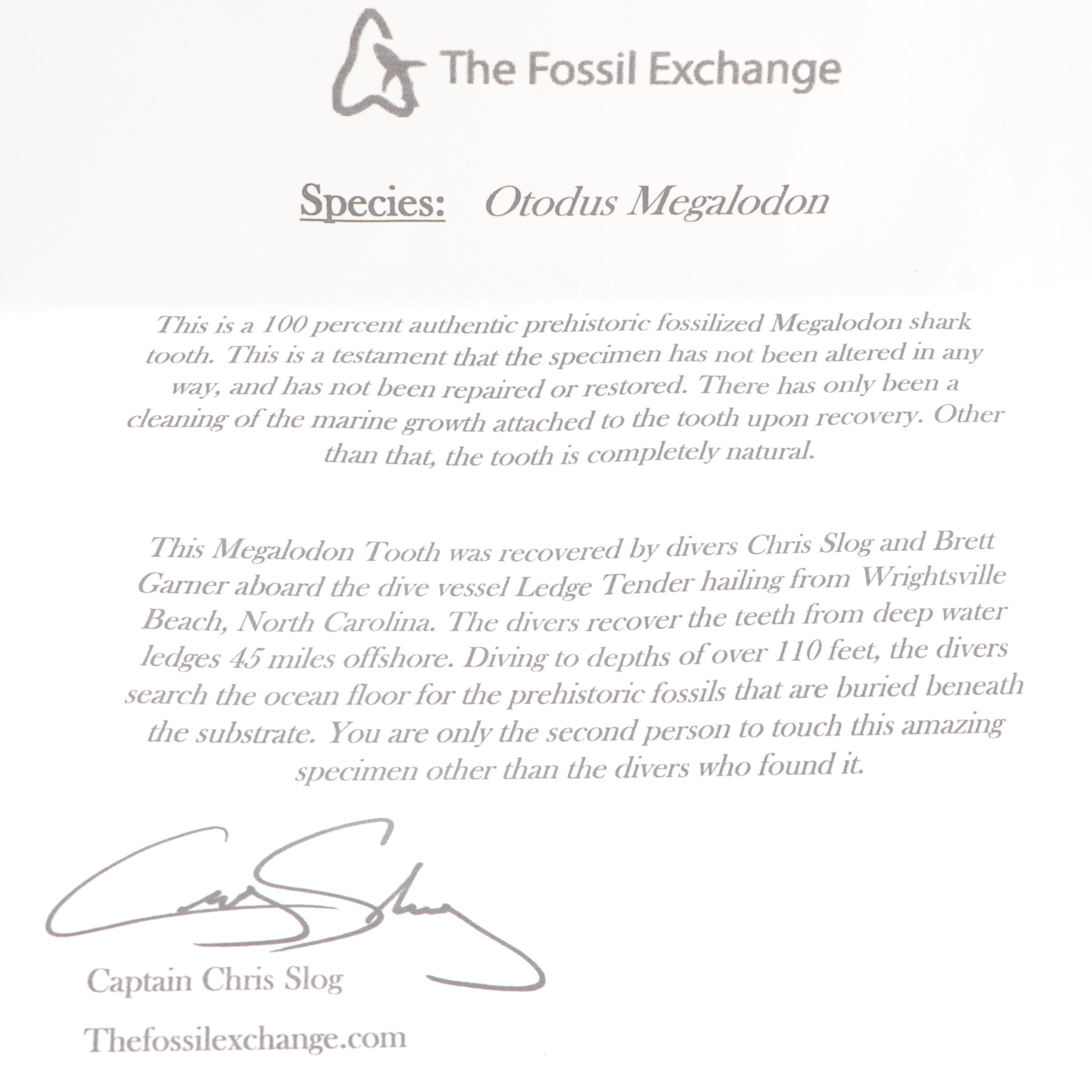 Fossilized Megalodon Teeth with COA