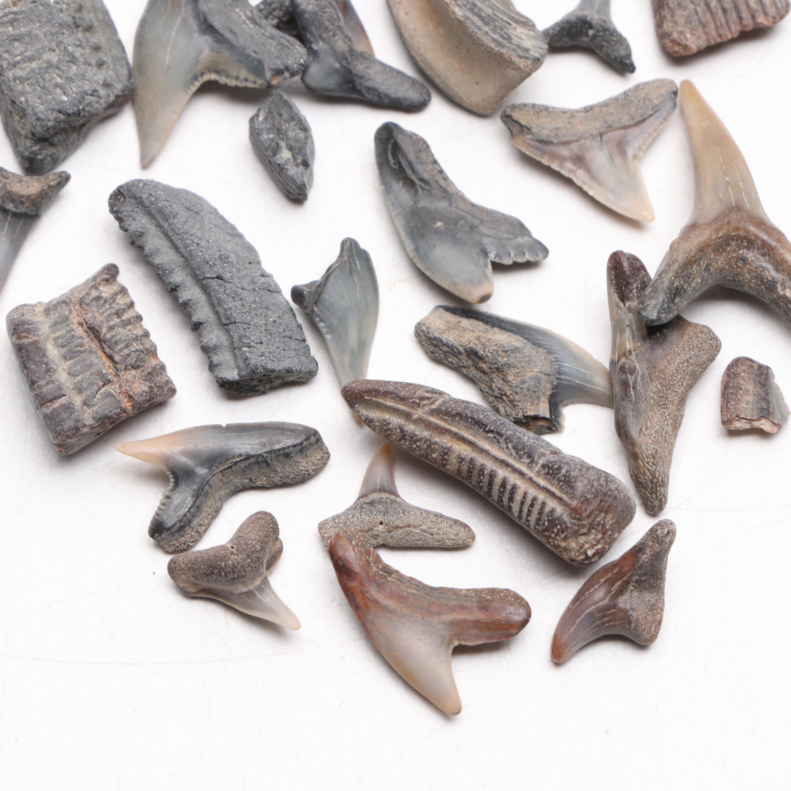 Fossil Shark and Ray Tooth Fragment Specimens