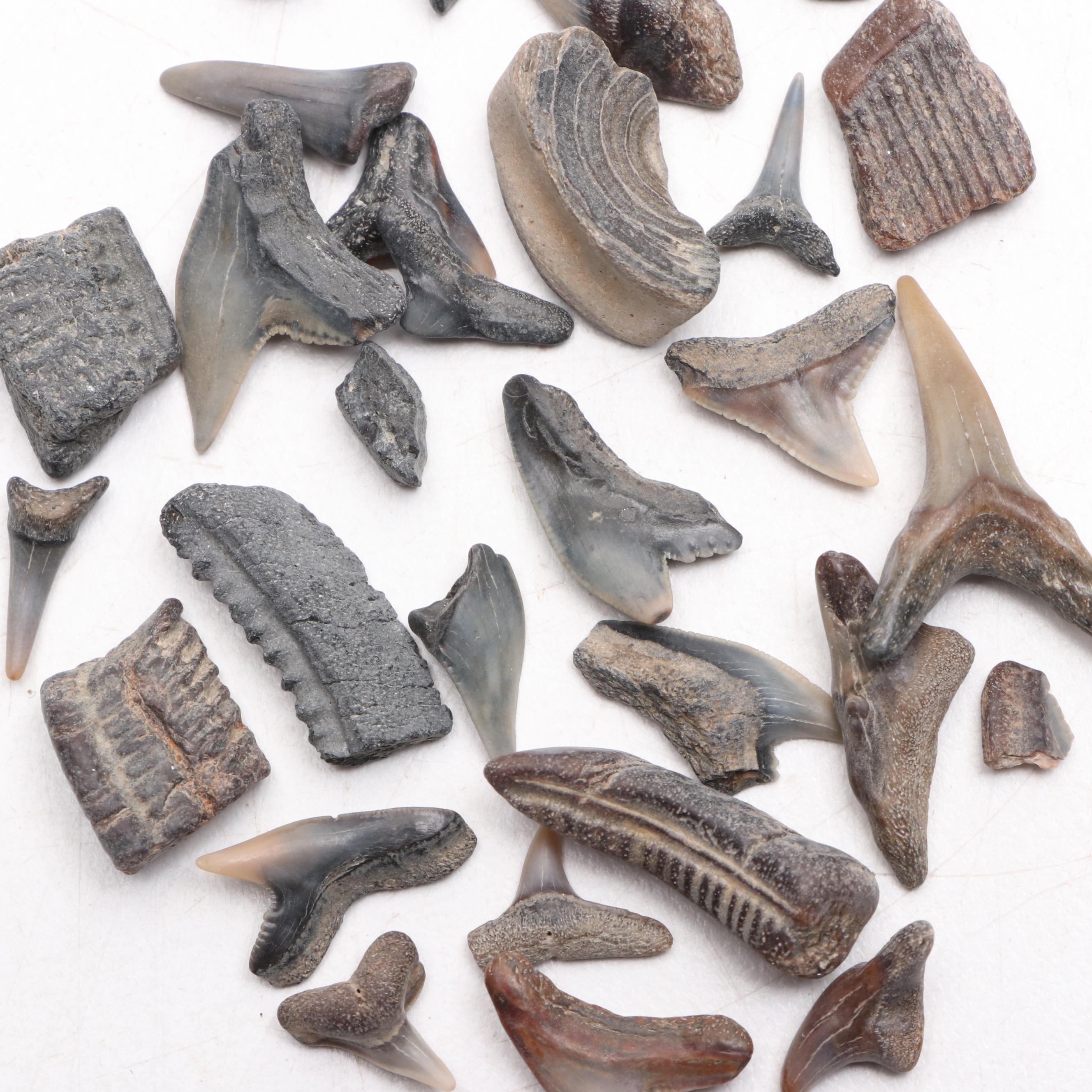 Fossil Shark and Ray Tooth Fragment Specimens