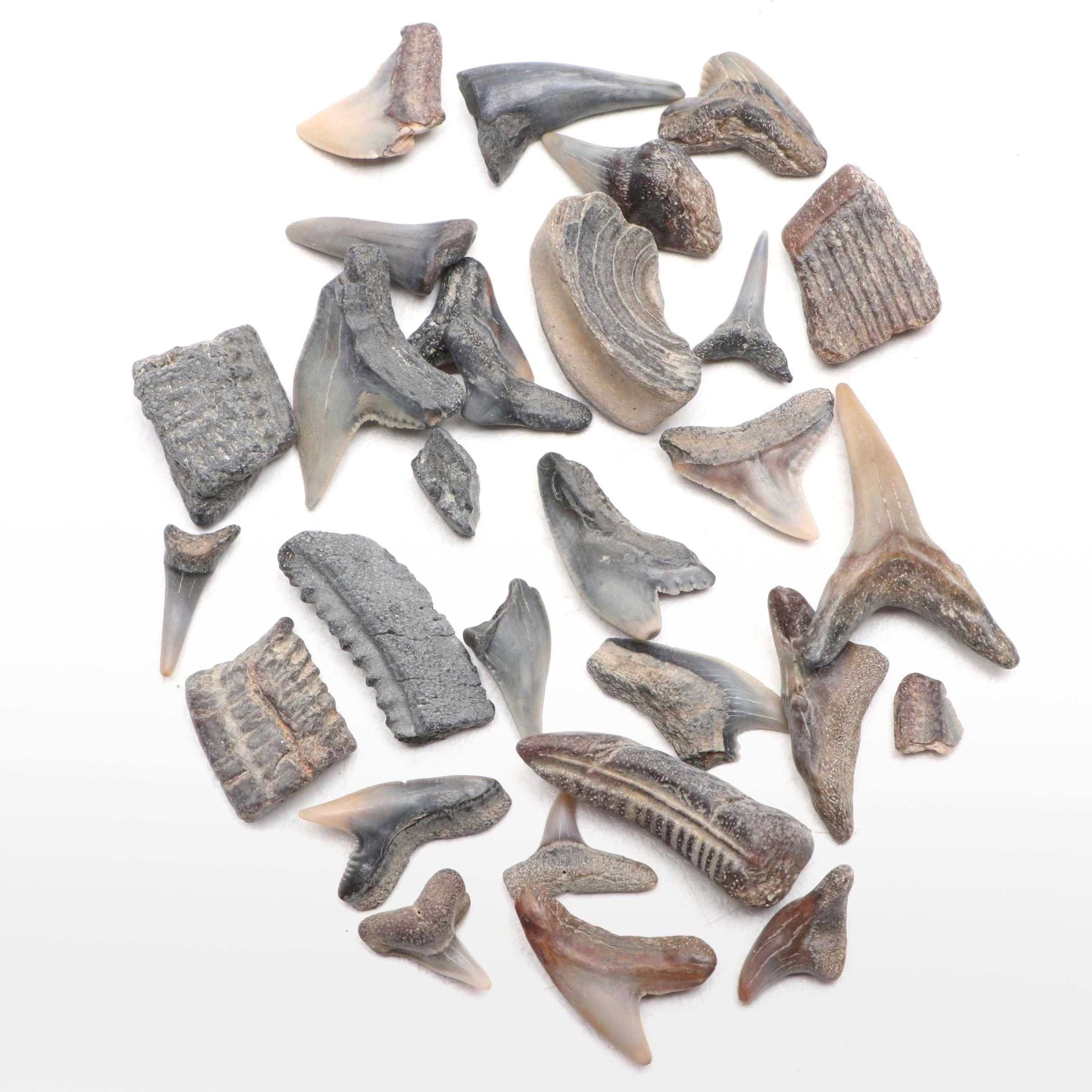Fossil Shark and Ray Tooth Fragment Specimens