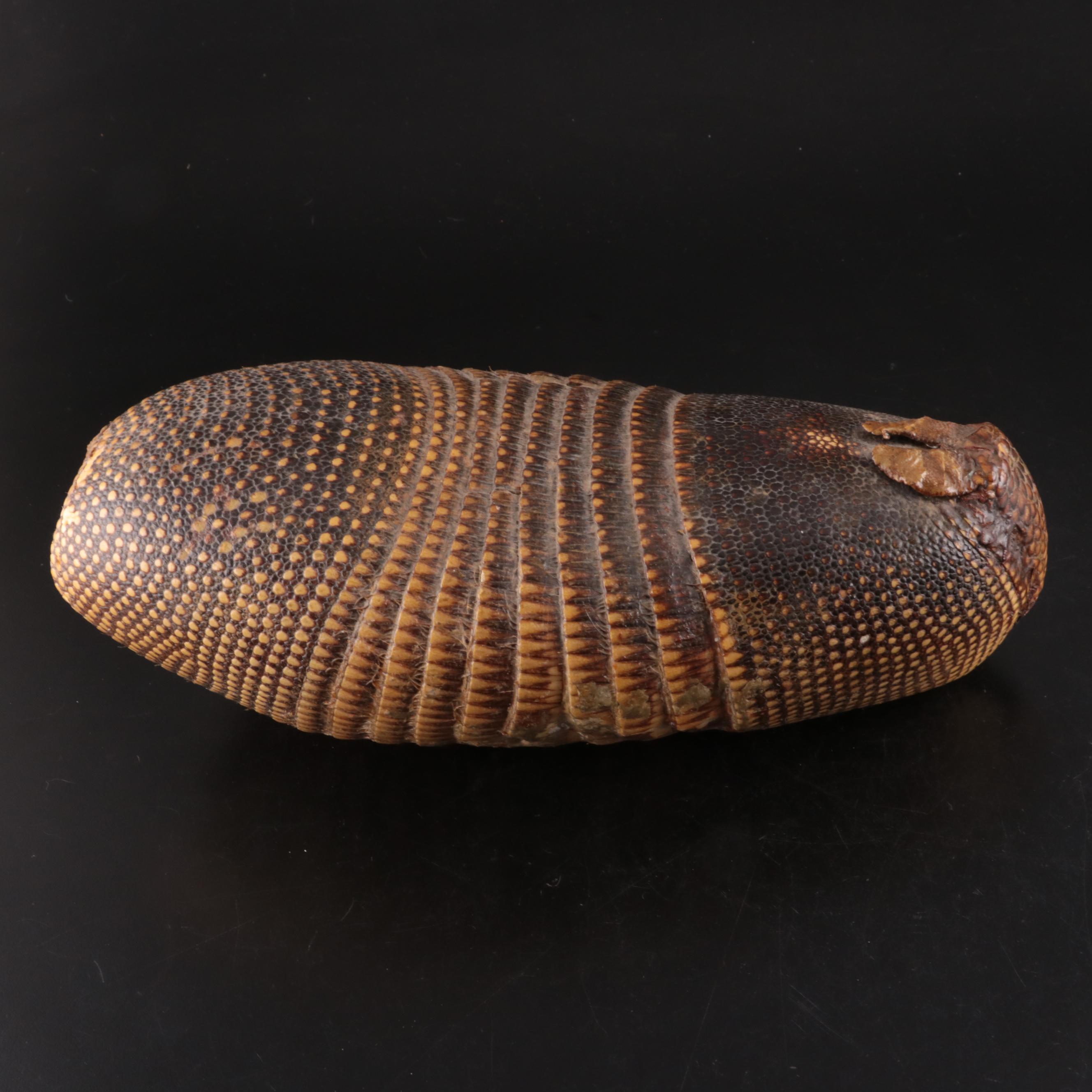 Nine-Banded Armadillo Shell and Rabbit Fur Pelt