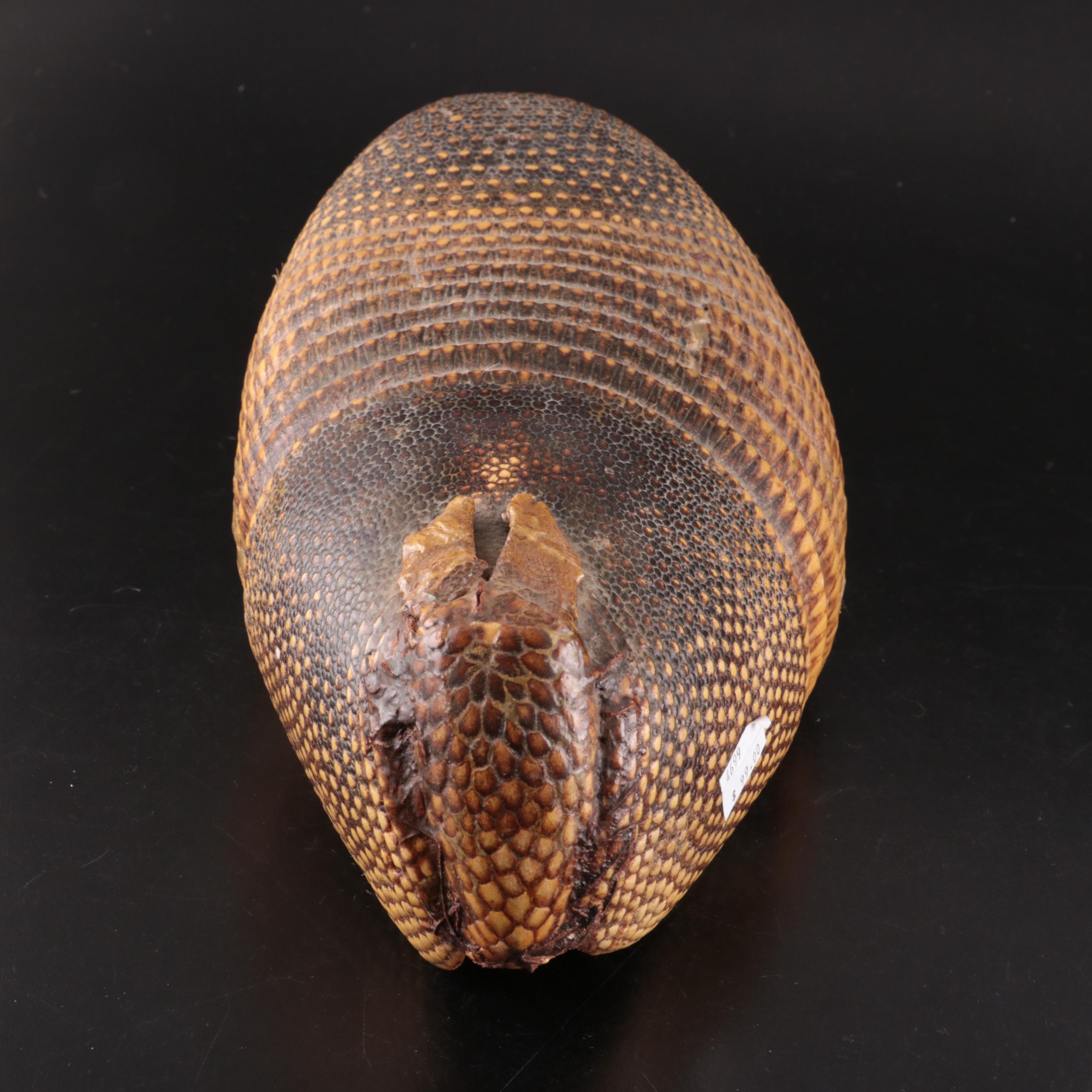 Nine-Banded Armadillo Shell and Rabbit Fur Pelt