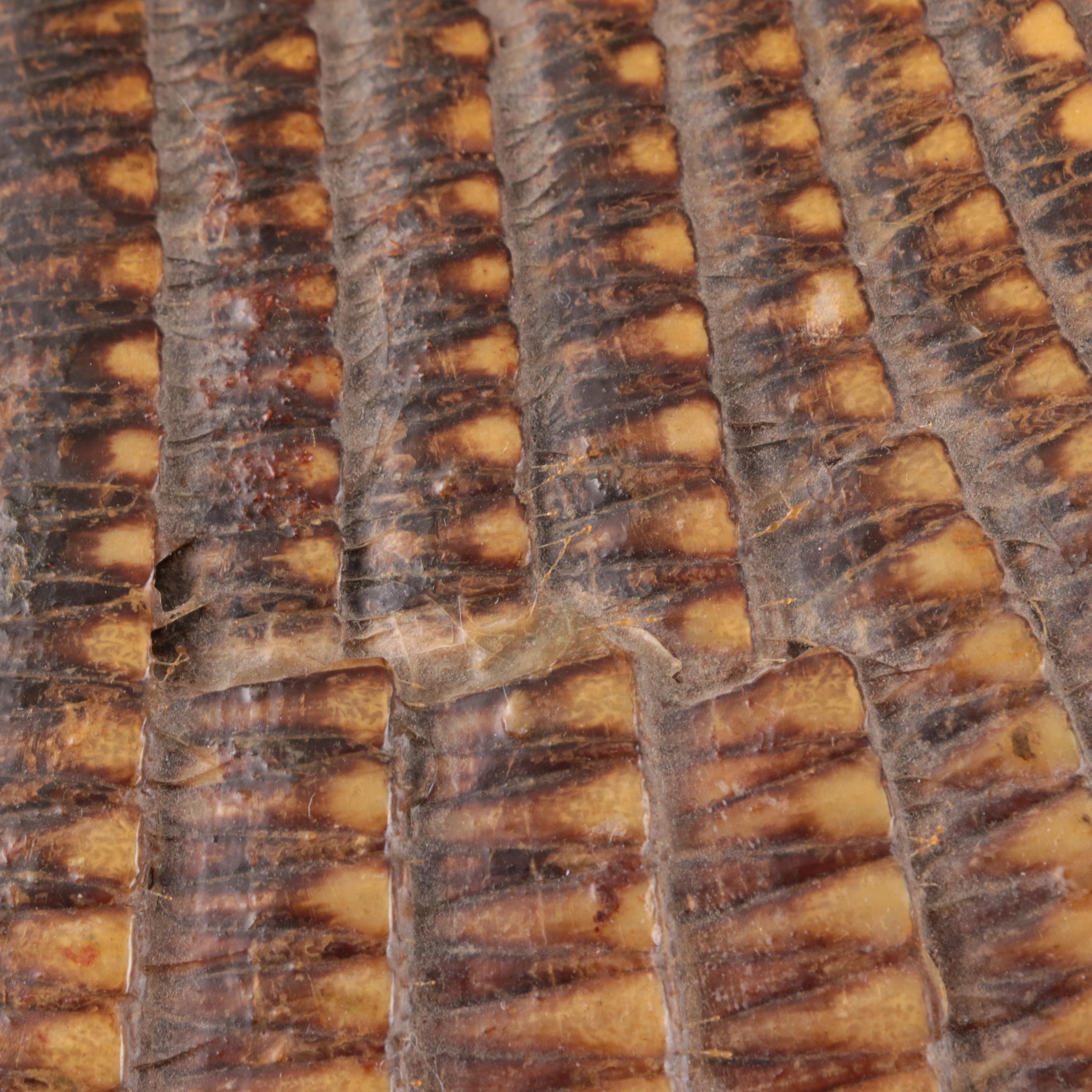 Nine-Banded Armadillo Shell and Rabbit Fur Pelt