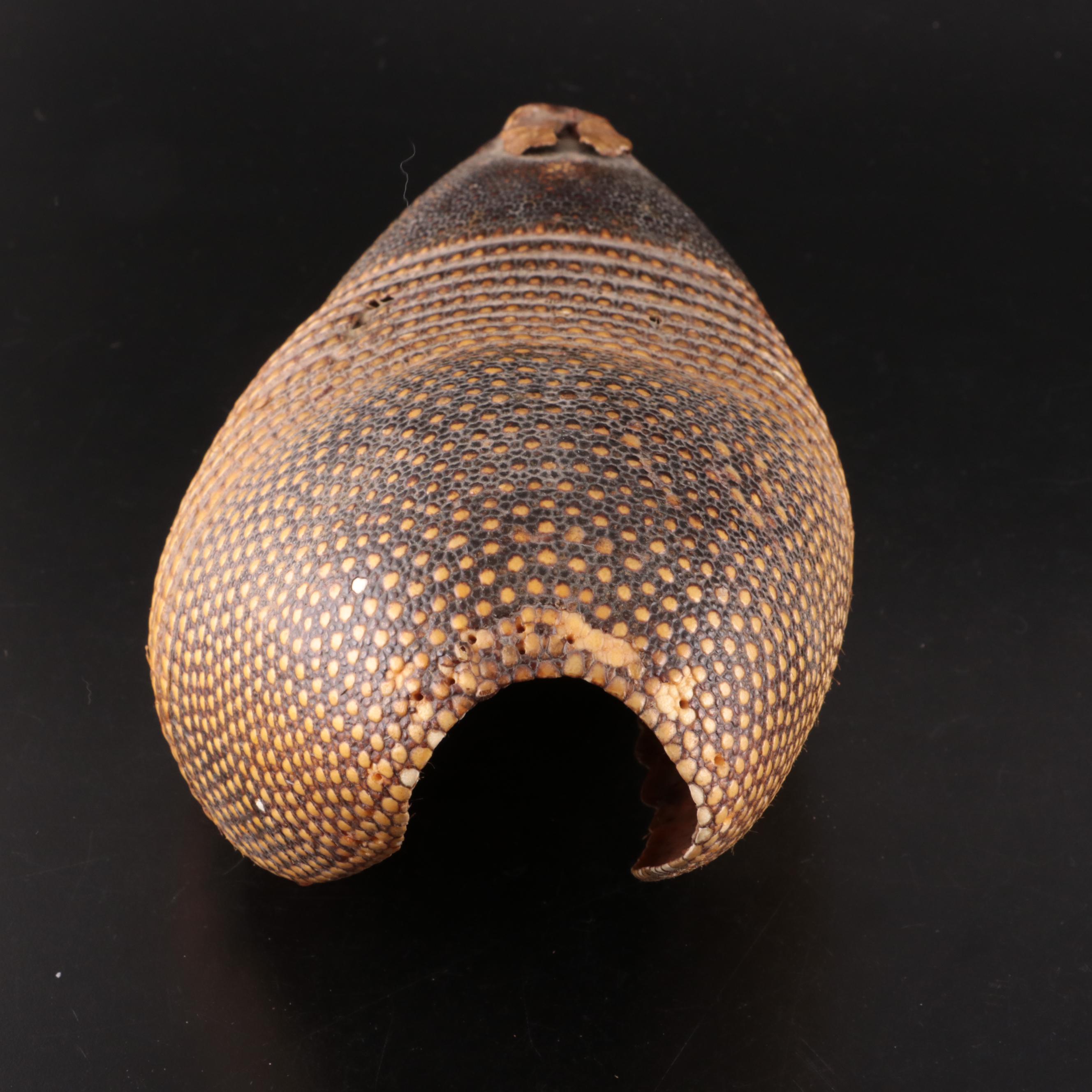 Nine-Banded Armadillo Shell and Rabbit Fur Pelt