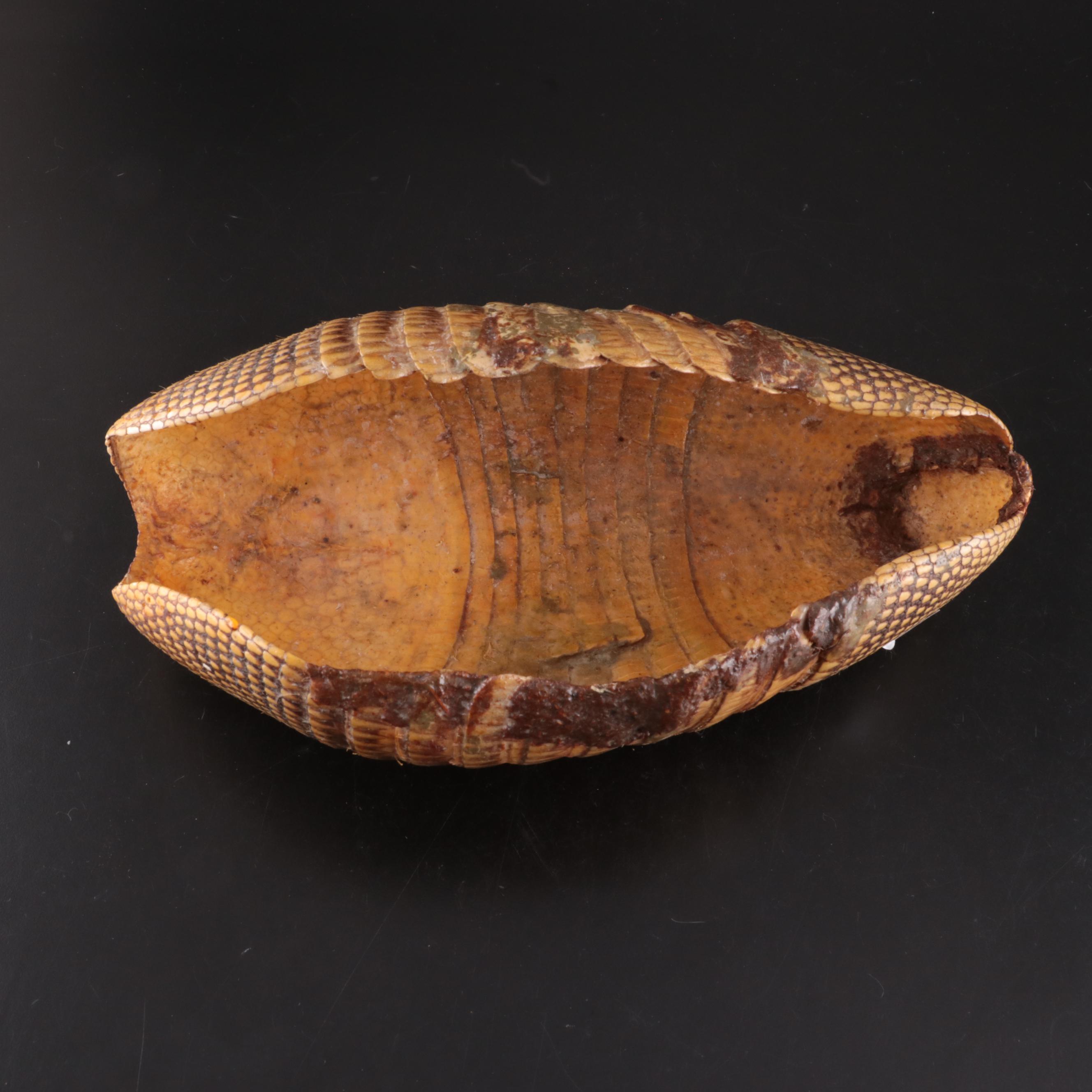 Nine-Banded Armadillo Shell and Rabbit Fur Pelt