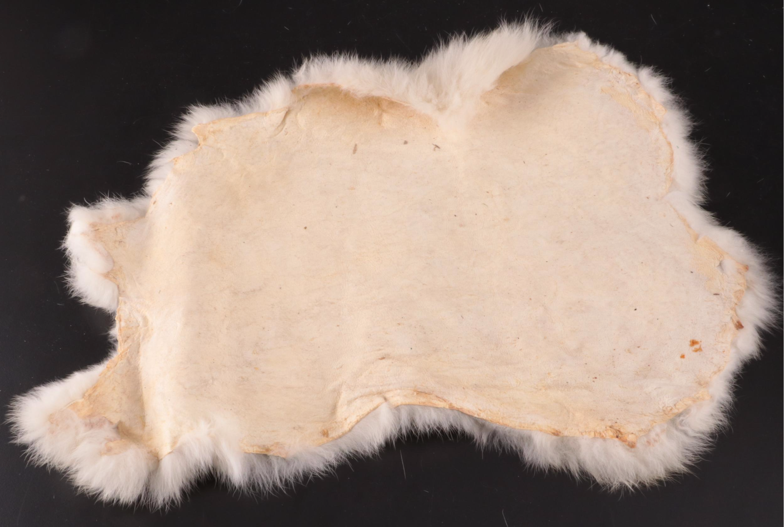 Nine-Banded Armadillo Shell and Rabbit Fur Pelt
