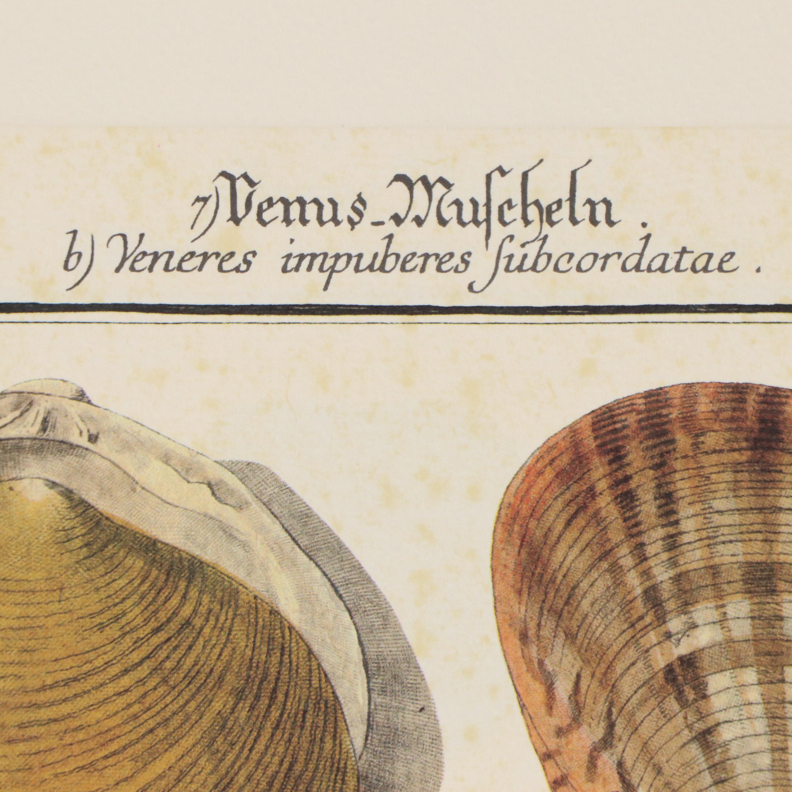 Offset Lithographs of Scientific Illustrations of Shells