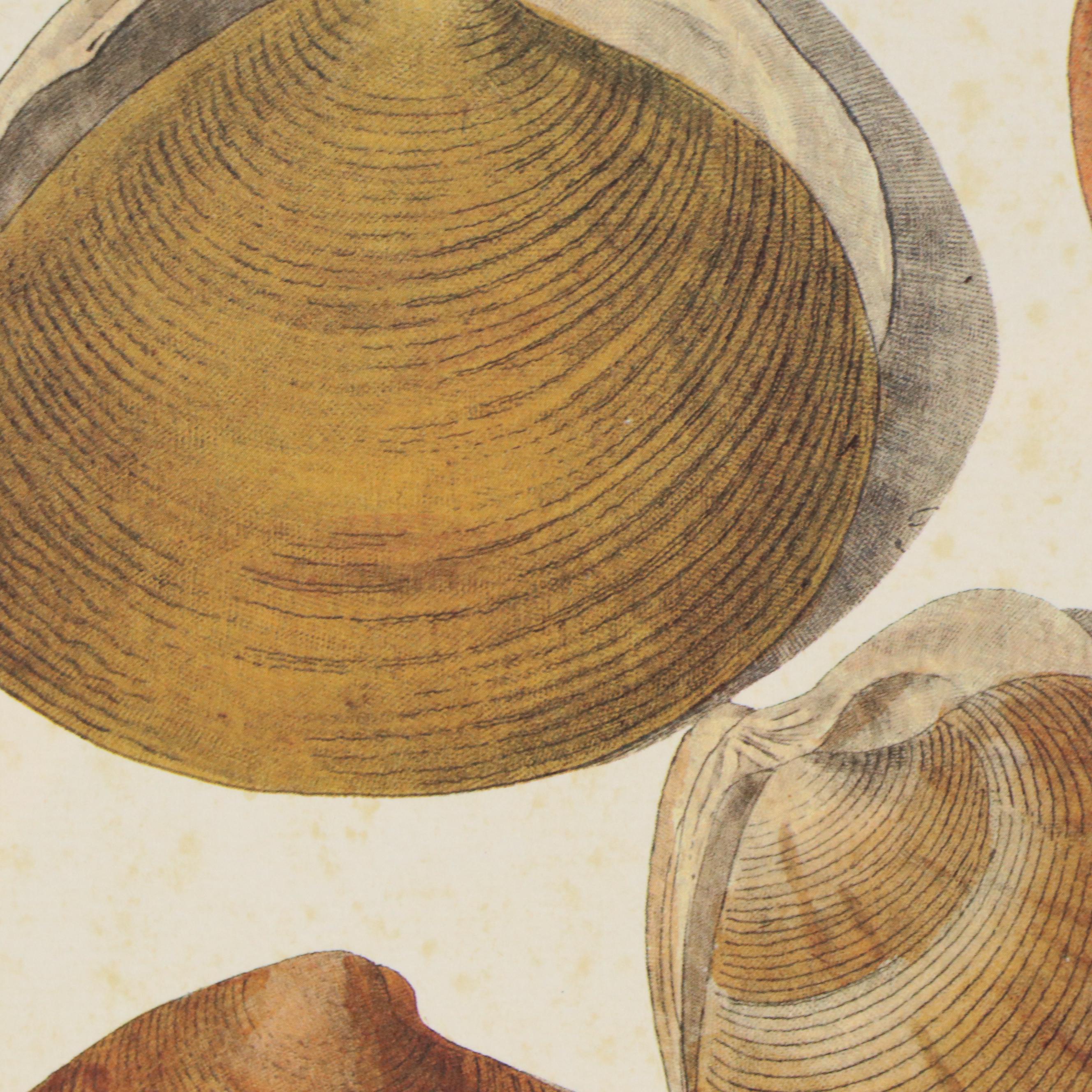 Offset Lithographs of Scientific Illustrations of Shells