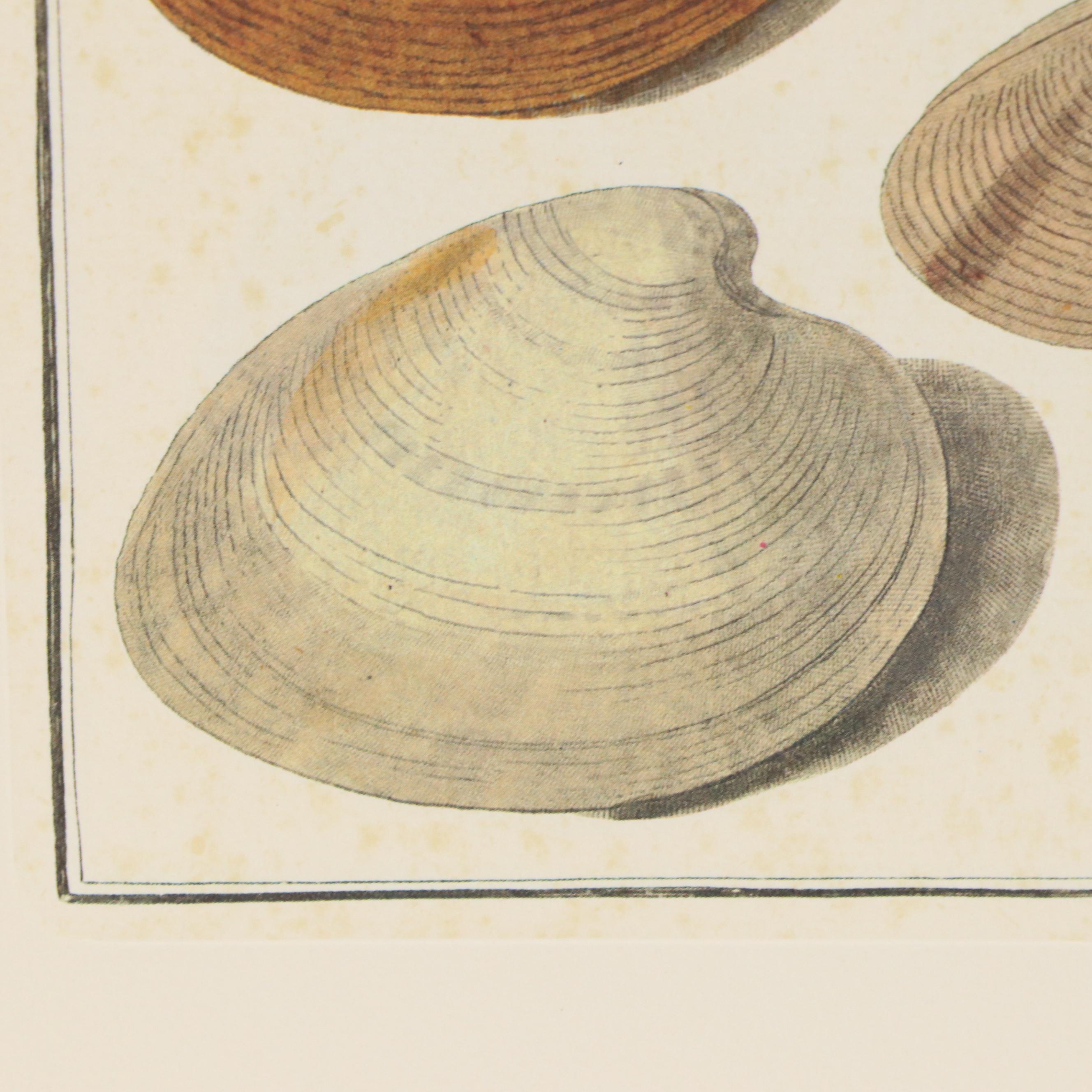 Offset Lithographs of Scientific Illustrations of Shells