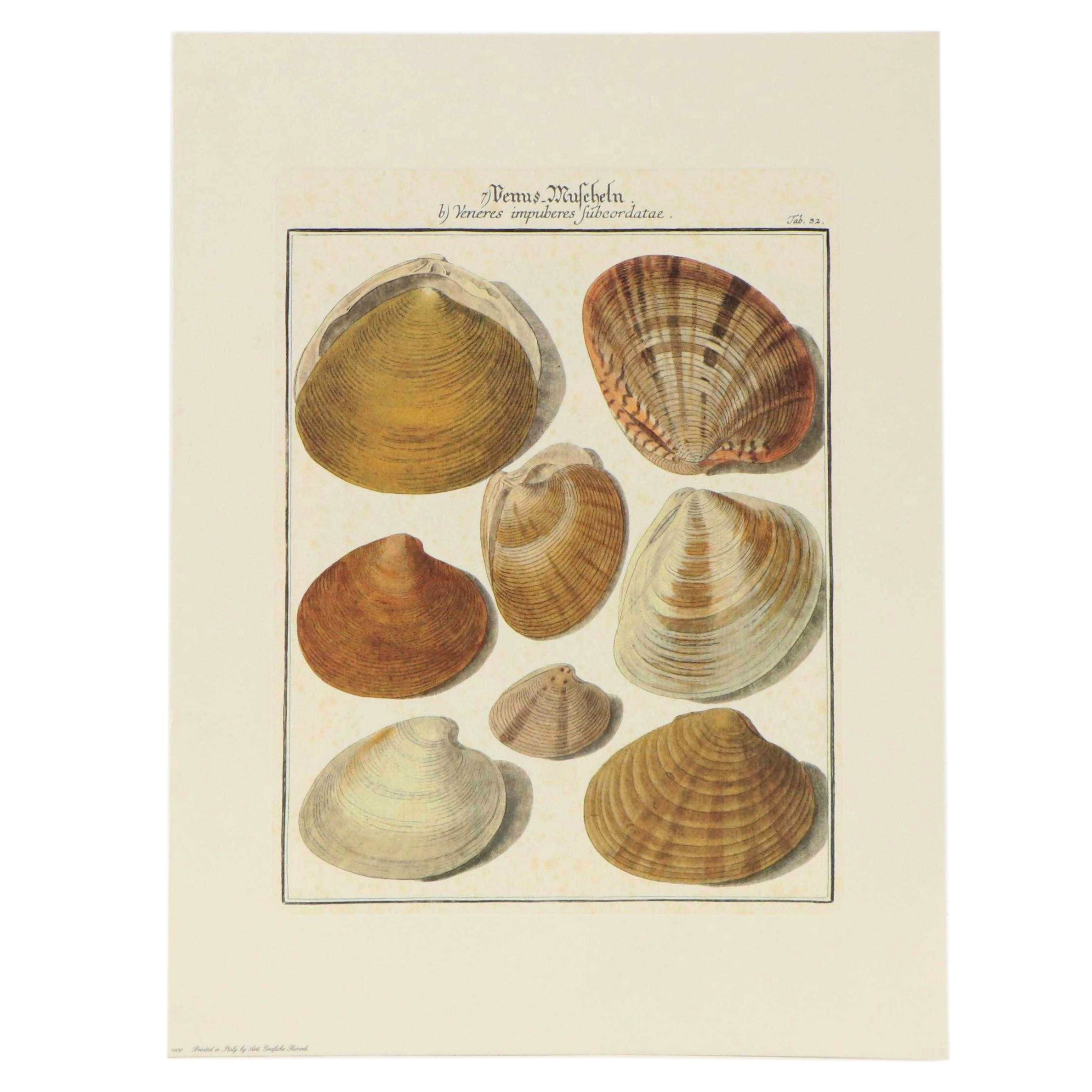 Offset Lithographs of Scientific Illustrations of Shells