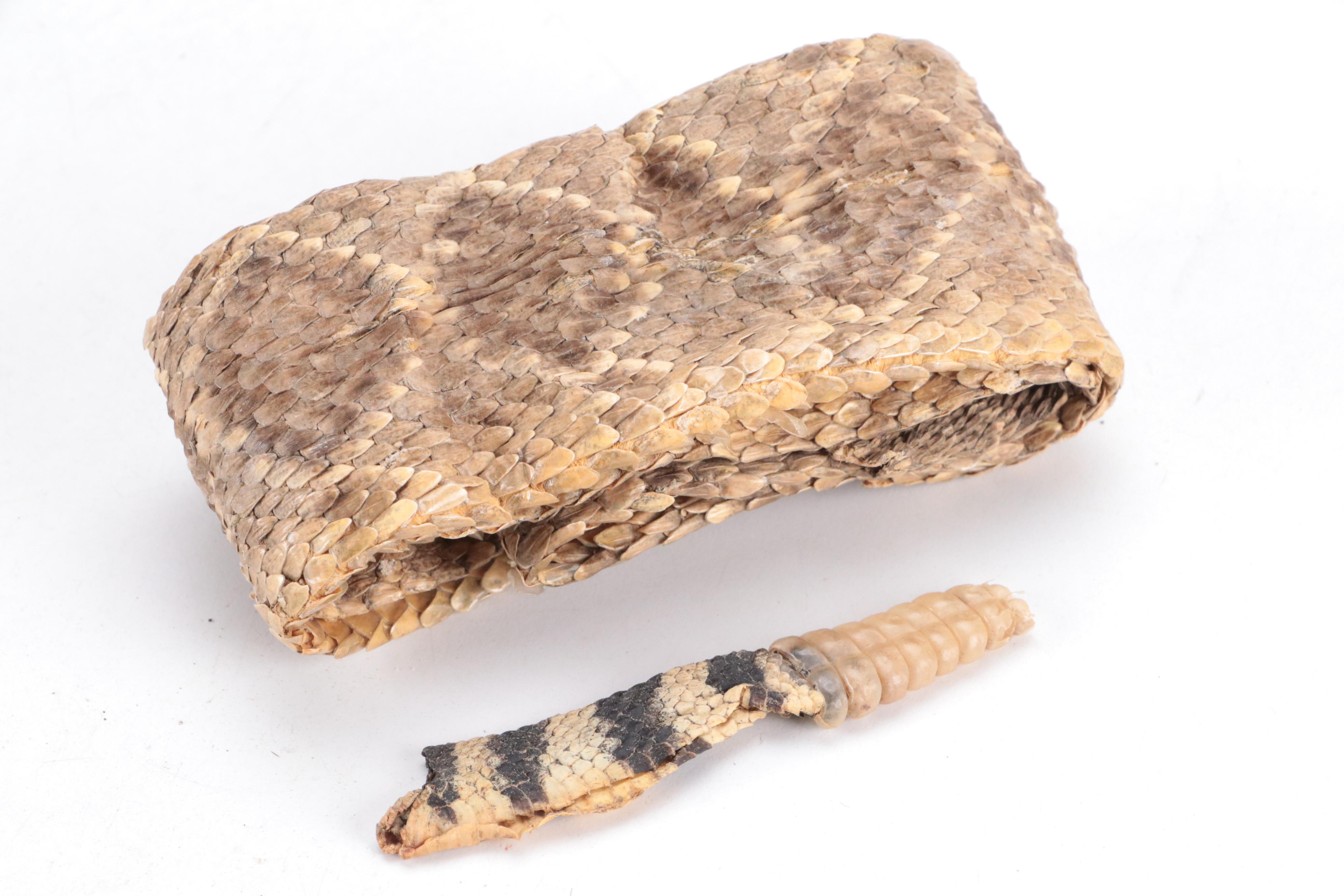 Rattlesnake Skin With Rattle and Antler-Handled Knife