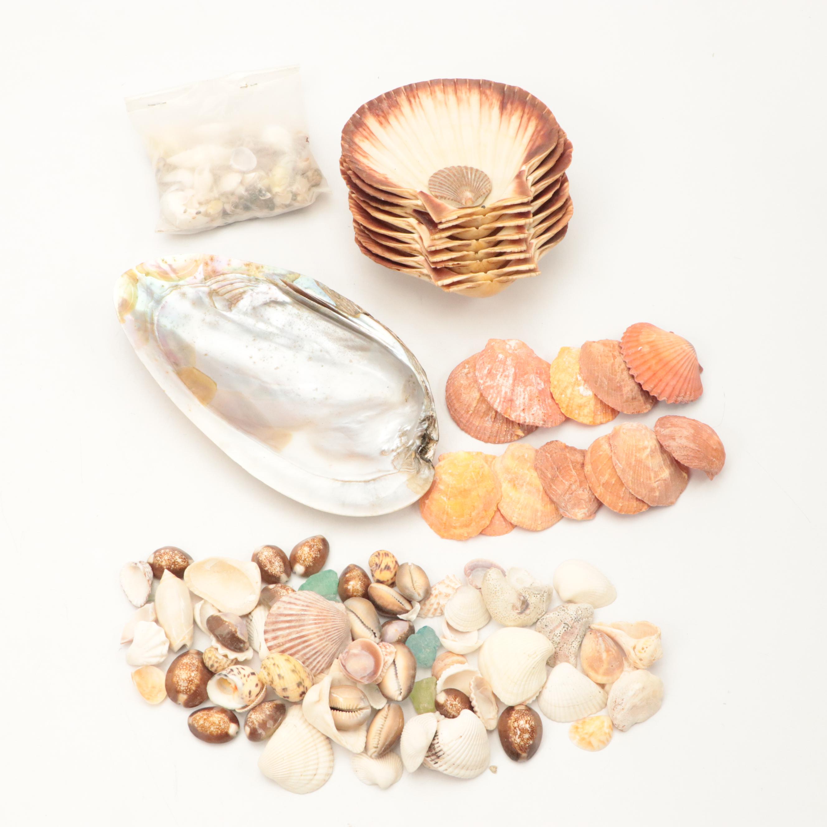 Paper Pondshell, Lightning Whelk, Bay Scallop, and More Shells