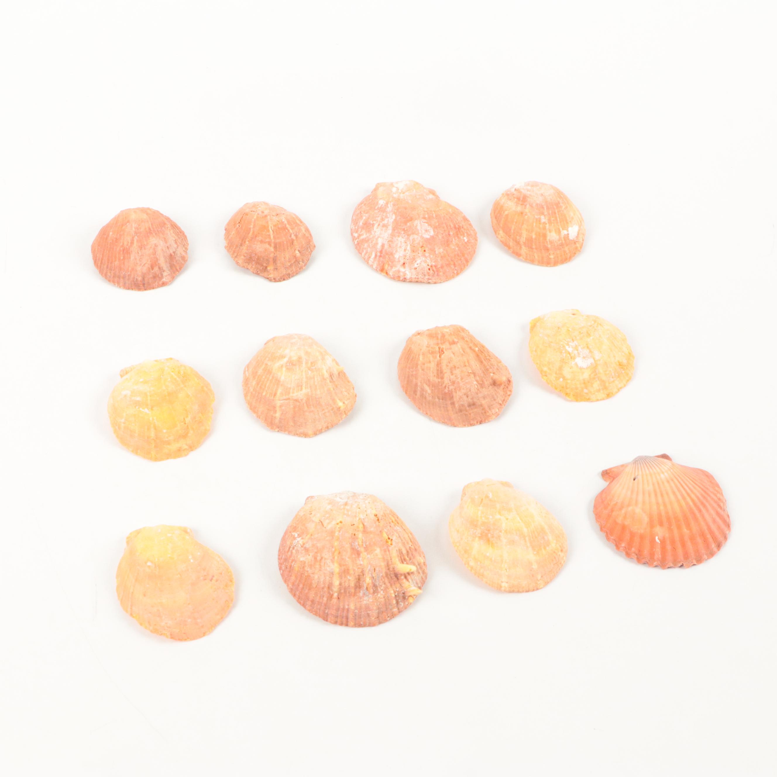 Paper Pondshell, Lightning Whelk, Bay Scallop, and More Shells