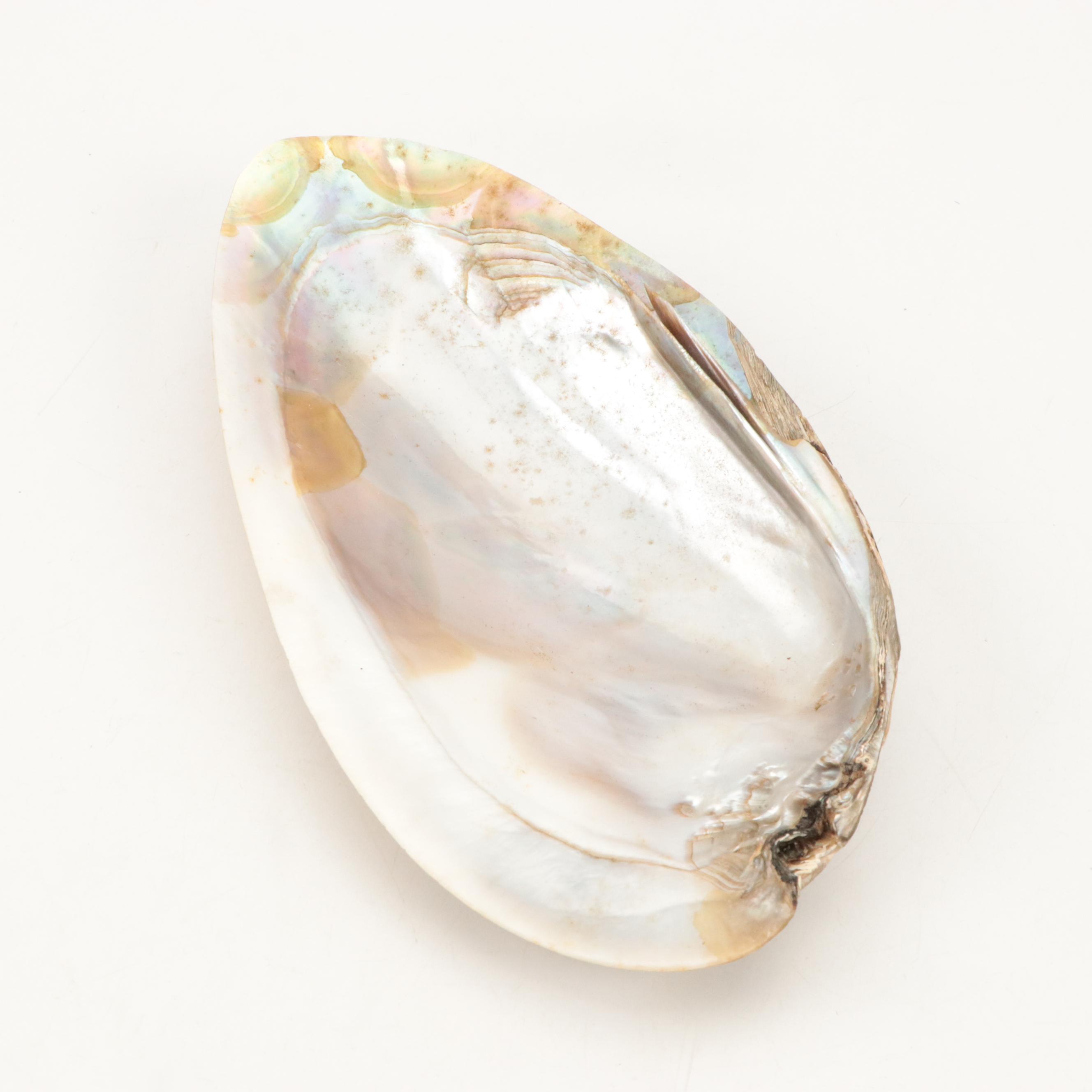 Paper Pondshell, Lightning Whelk, Bay Scallop, and More Shells