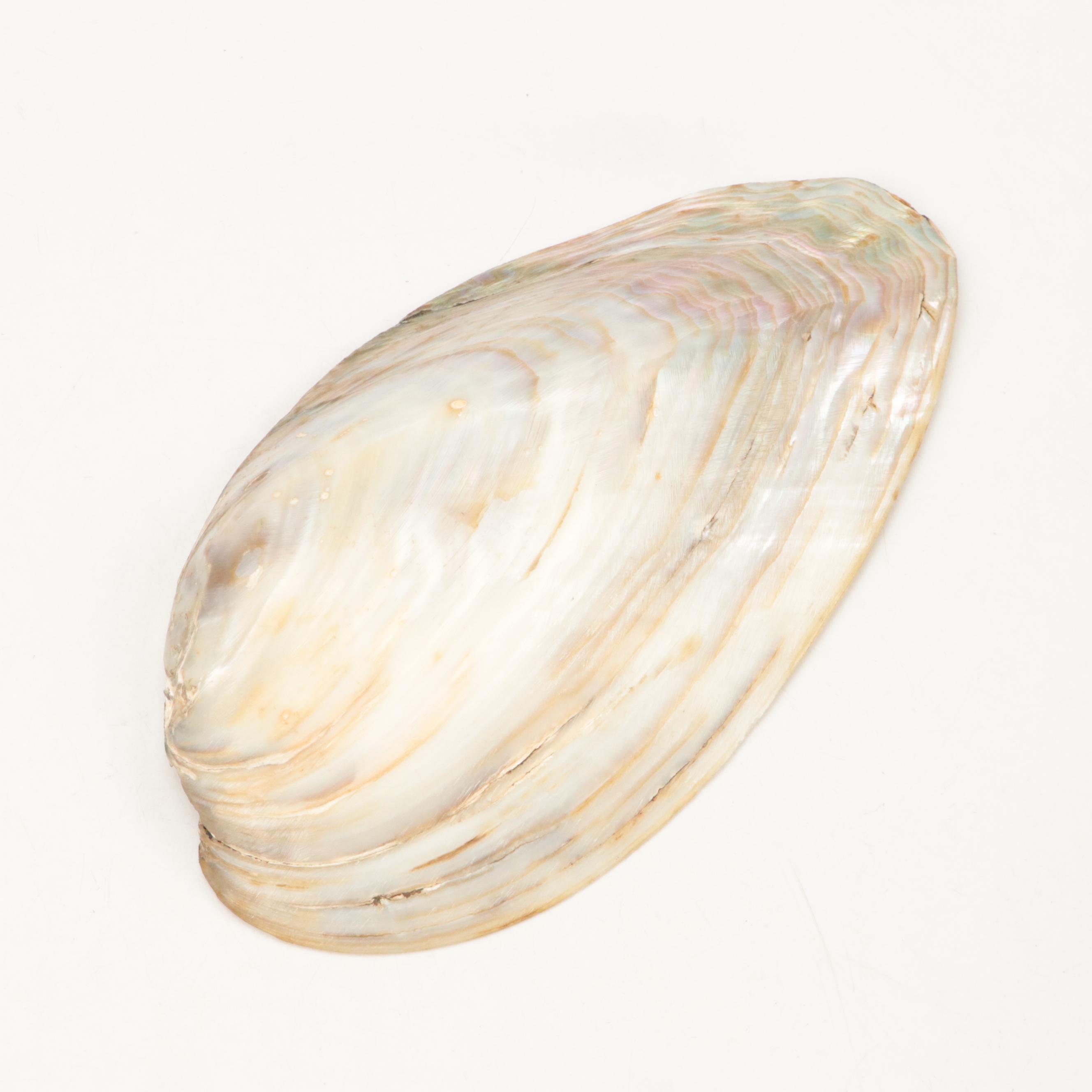 Paper Pondshell, Lightning Whelk, Bay Scallop, and More Shells