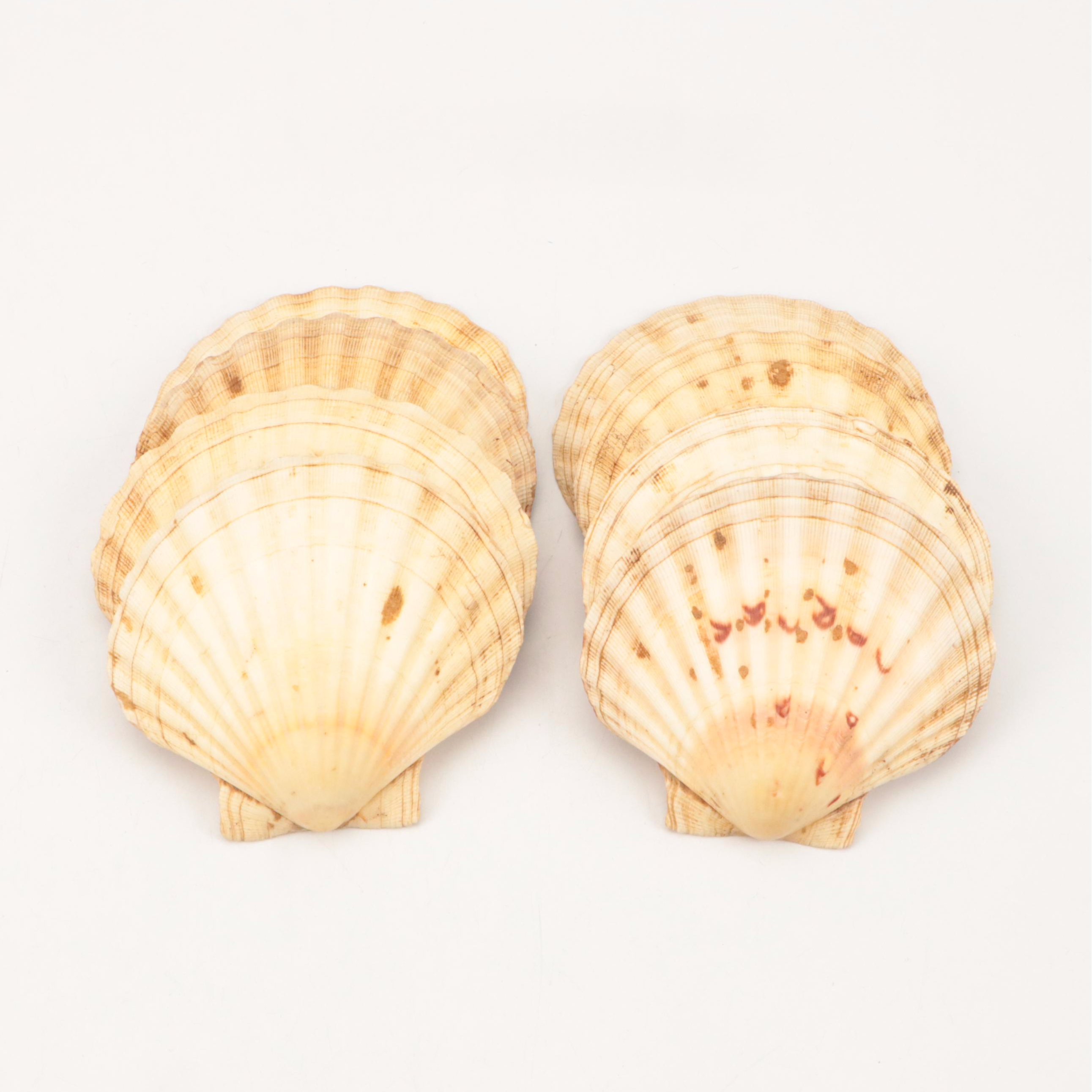 Paper Pondshell, Lightning Whelk, Bay Scallop, and More Shells