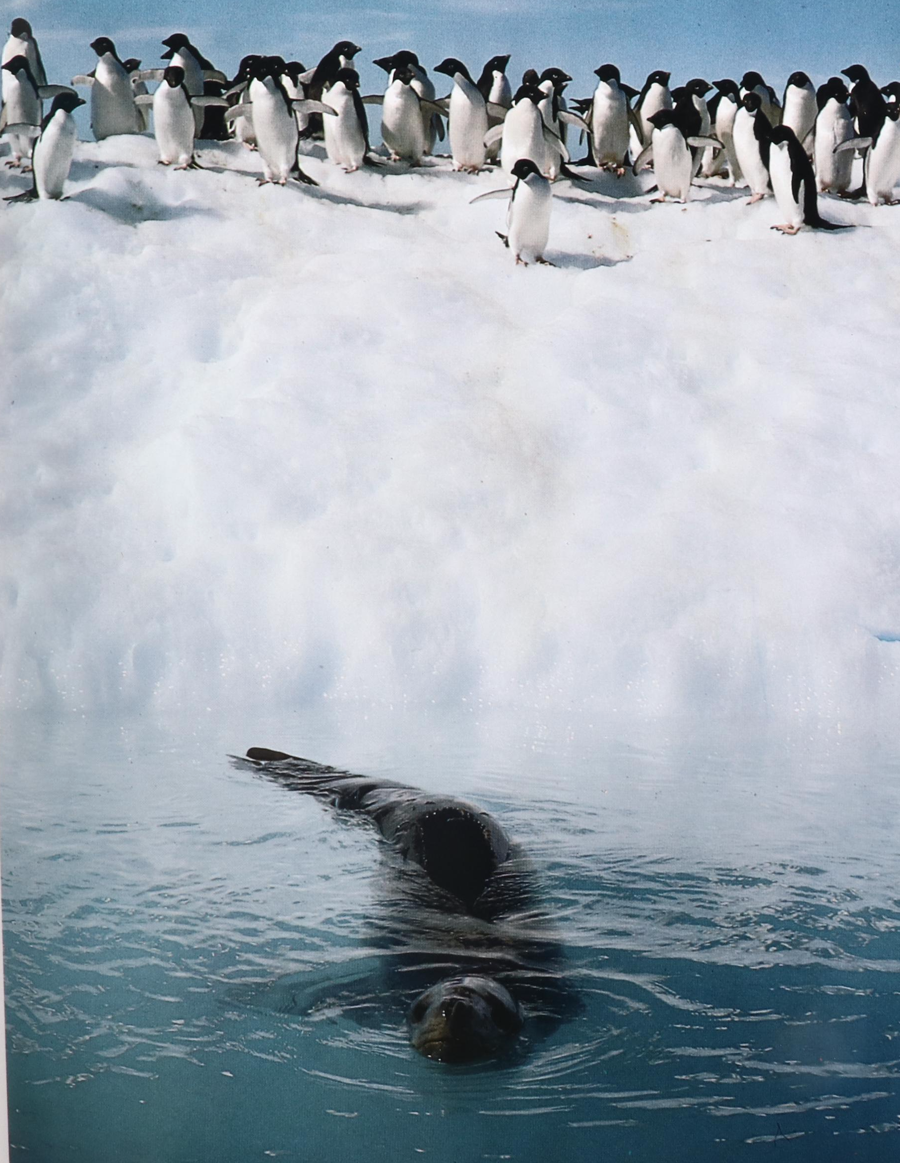 Penguin Figurines with Third Printing "Penguins" by Roger Tory Peterson