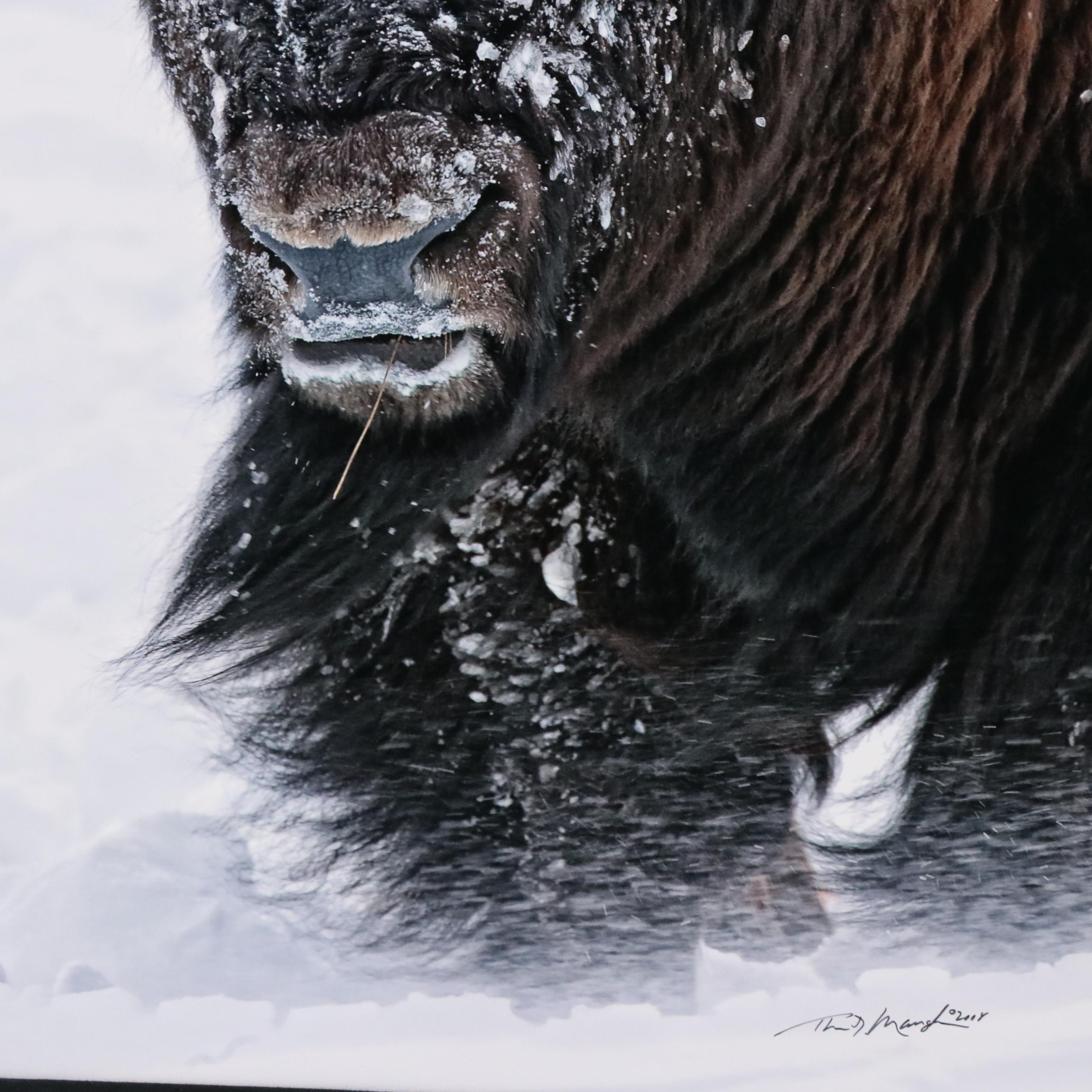 Thomas D. Mangelsen Photograph of an American Bison, 2008