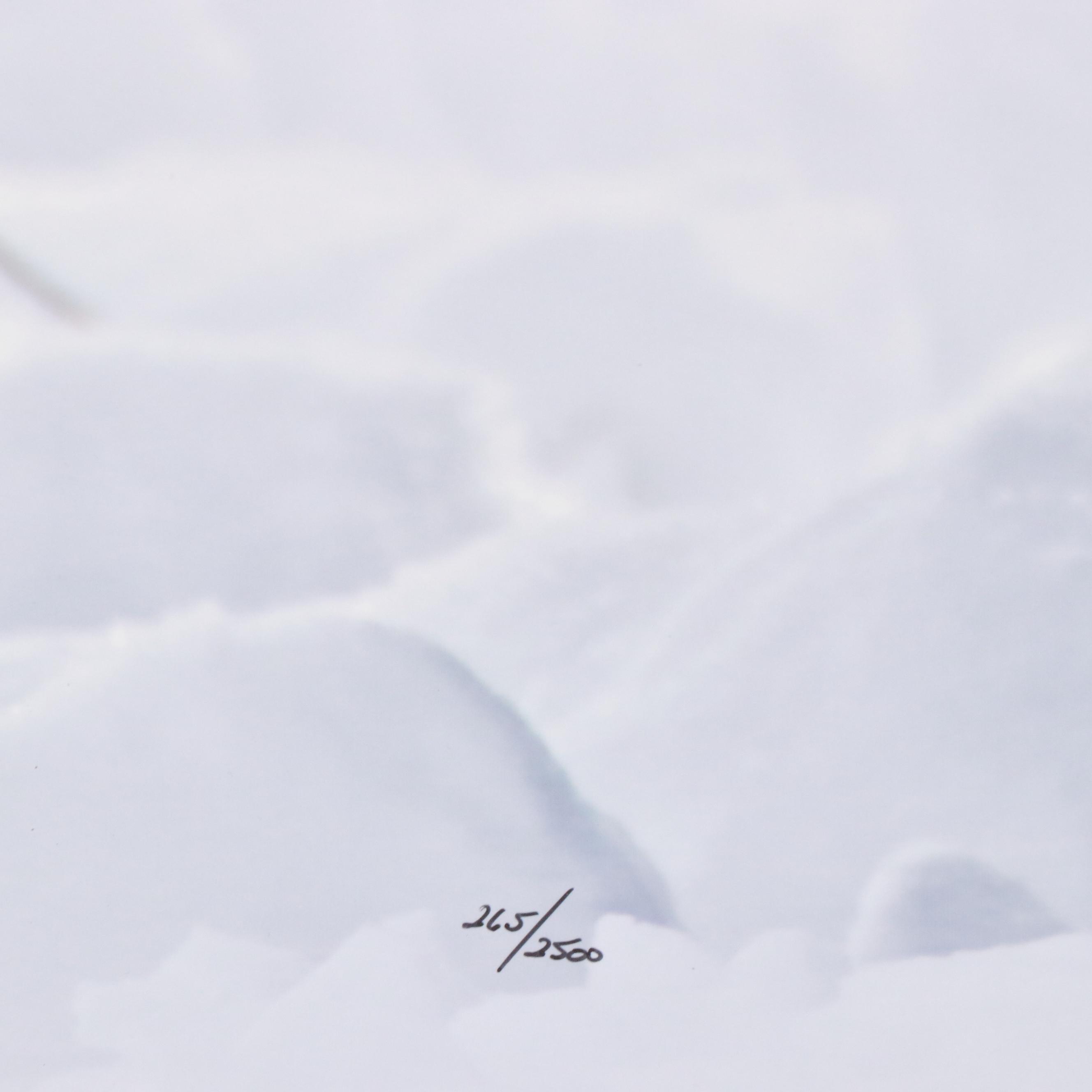 Thomas D. Mangelsen Photograph of an American Bison, 2008
