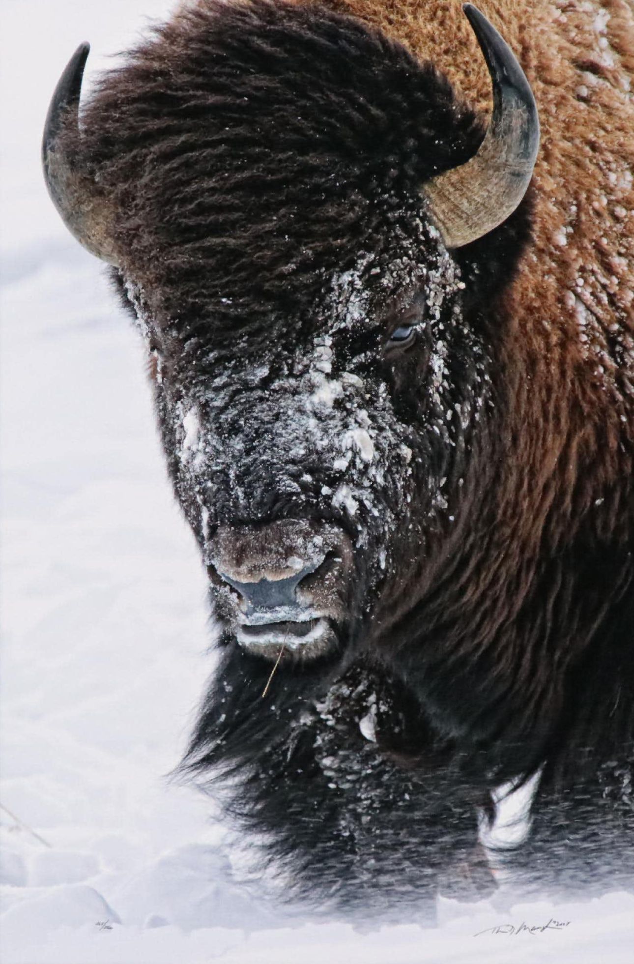 Thomas D. Mangelsen Photograph of an American Bison, 2008