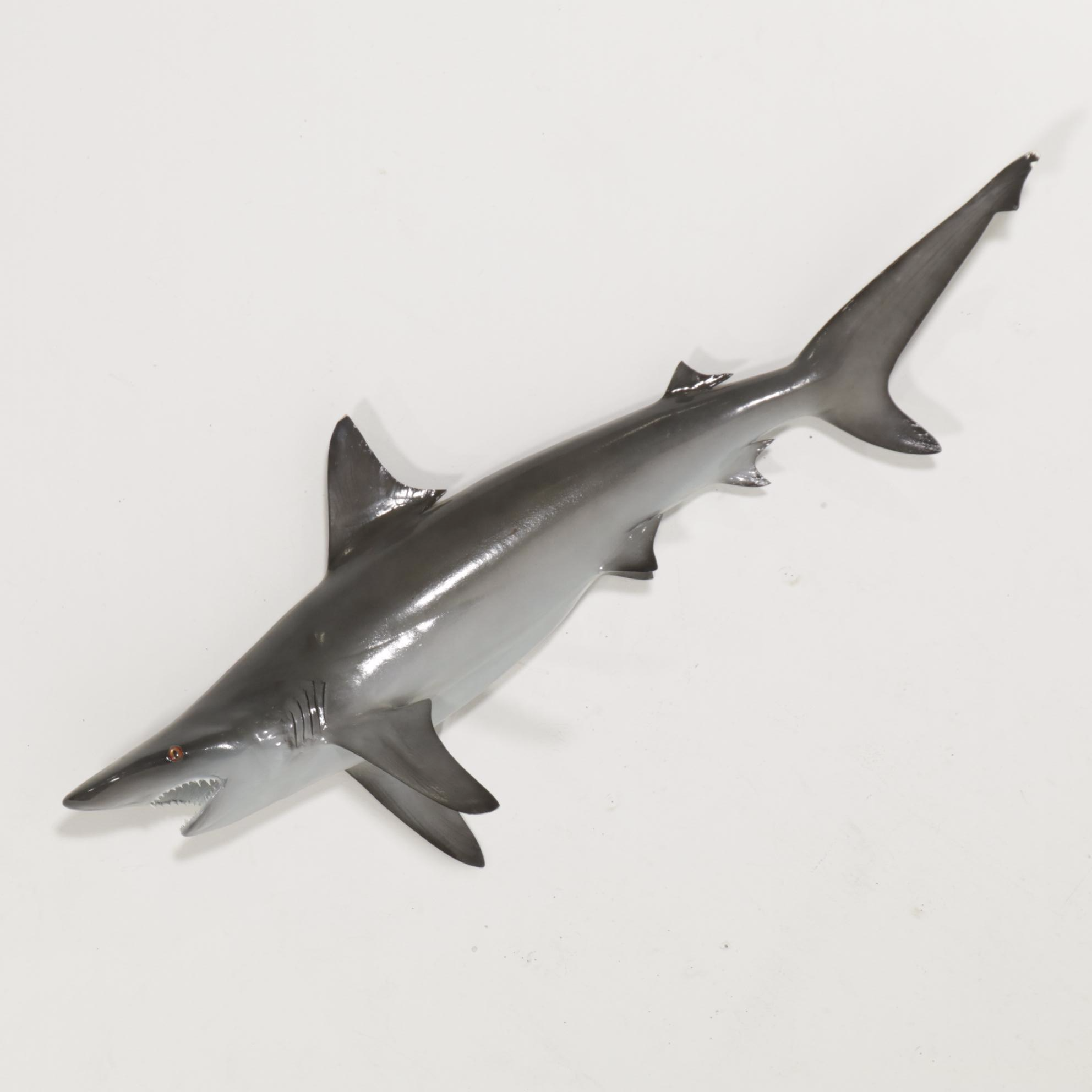Taxidermy Shark Fiberglass Replica Full Body Mount
