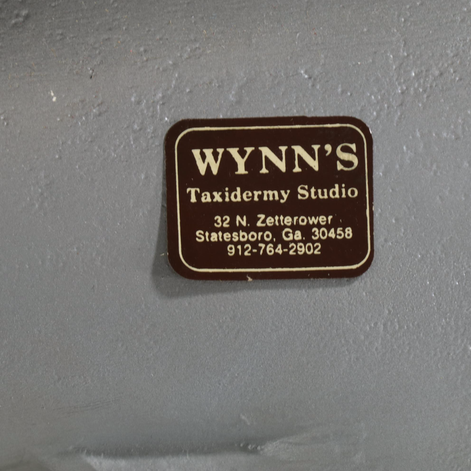 Taxidermy Shark Fiberglass Replica Full Body Mount