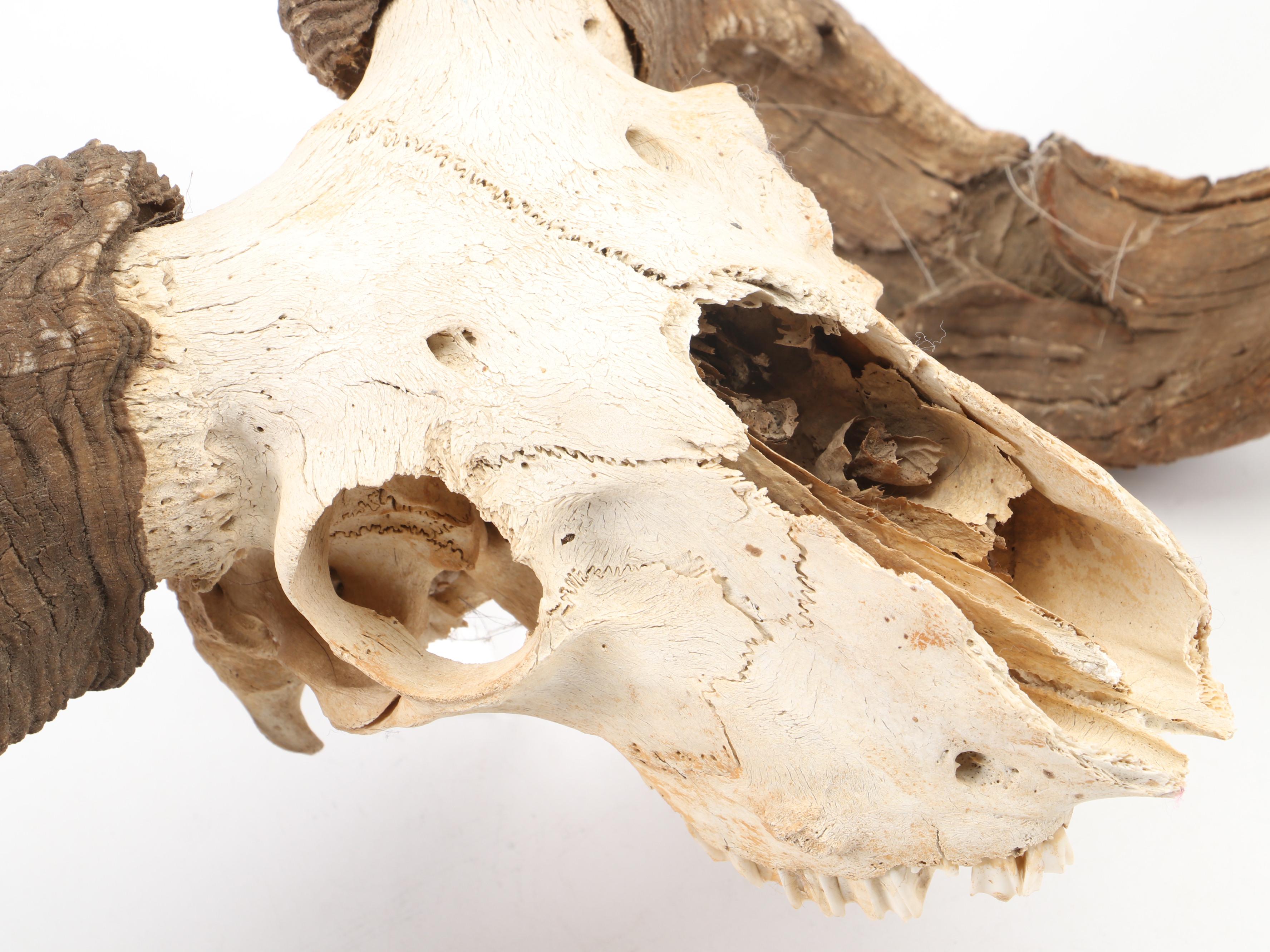 Taxidermy Bighorn Ram Skull With Horns