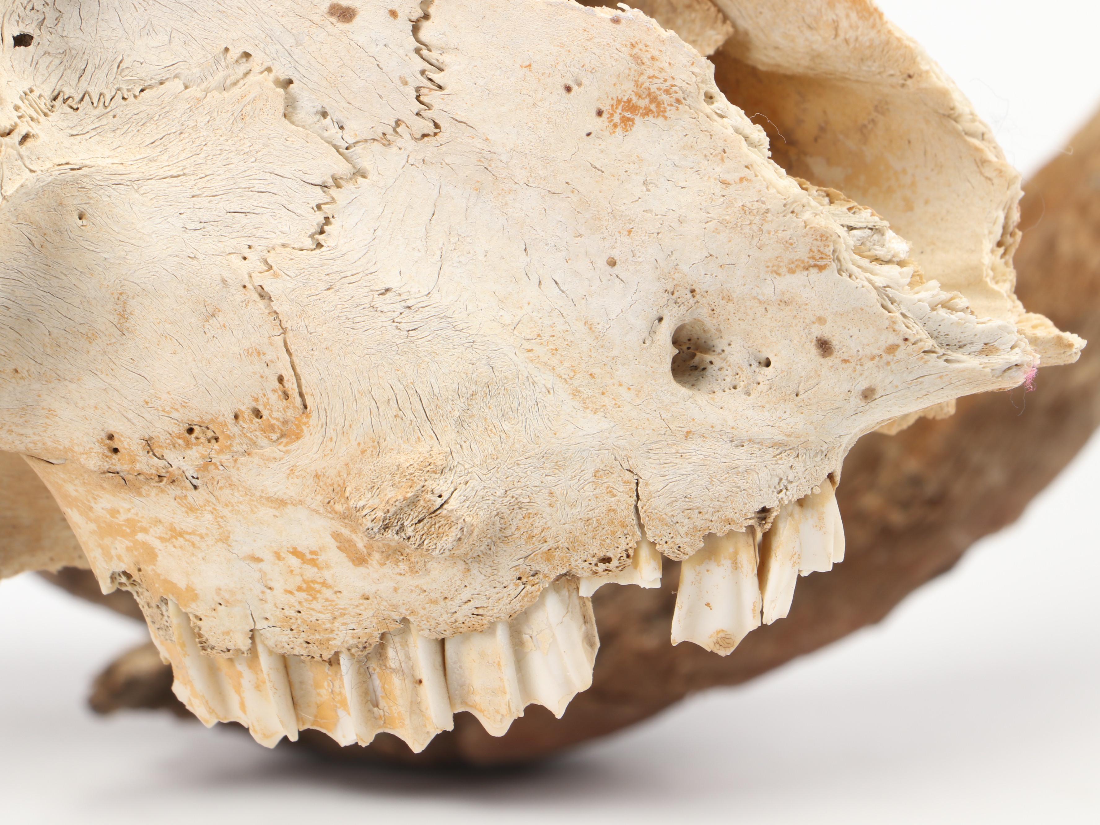 Taxidermy Bighorn Ram Skull With Horns