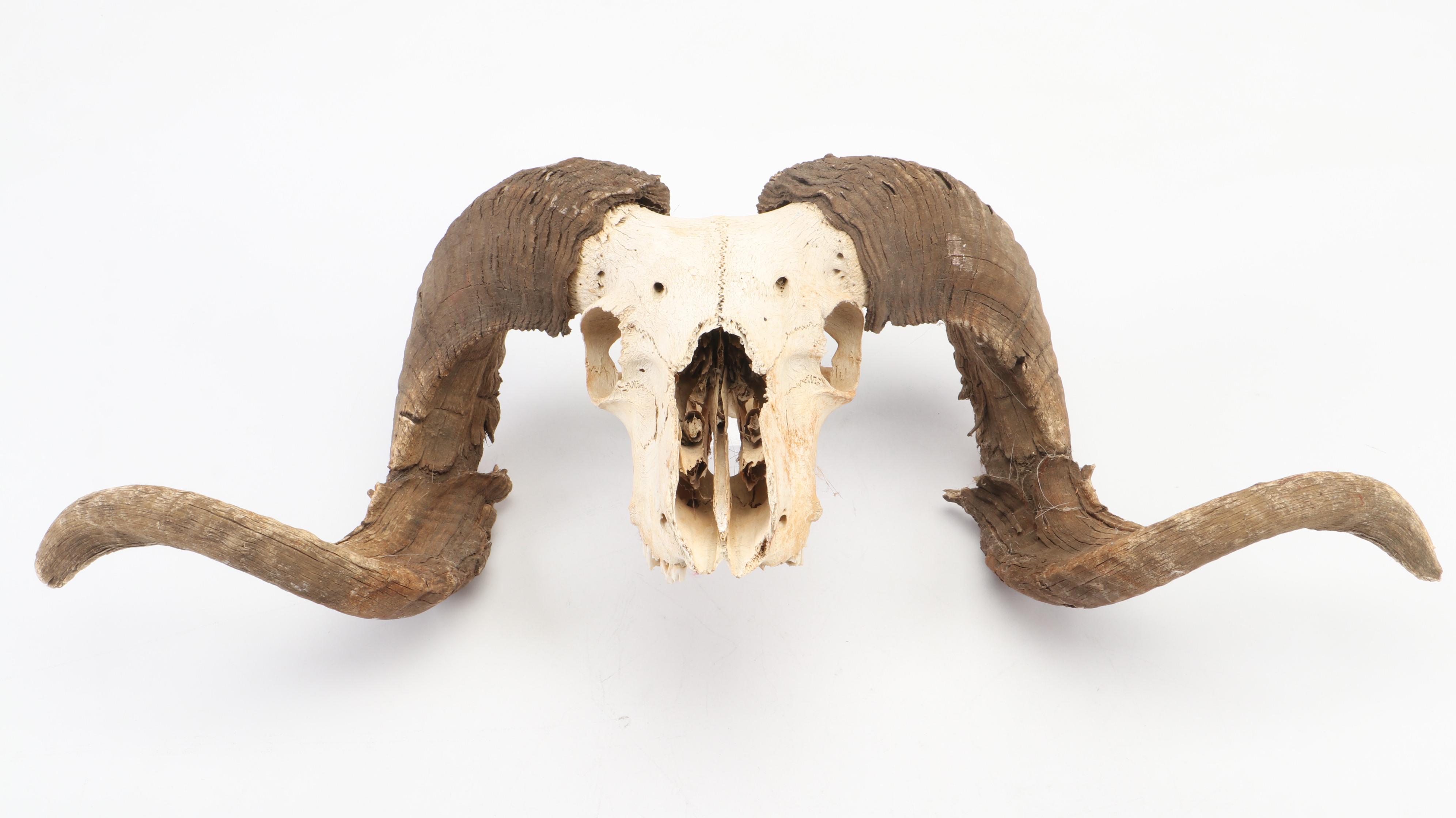 Taxidermy Bighorn Ram Skull With Horns