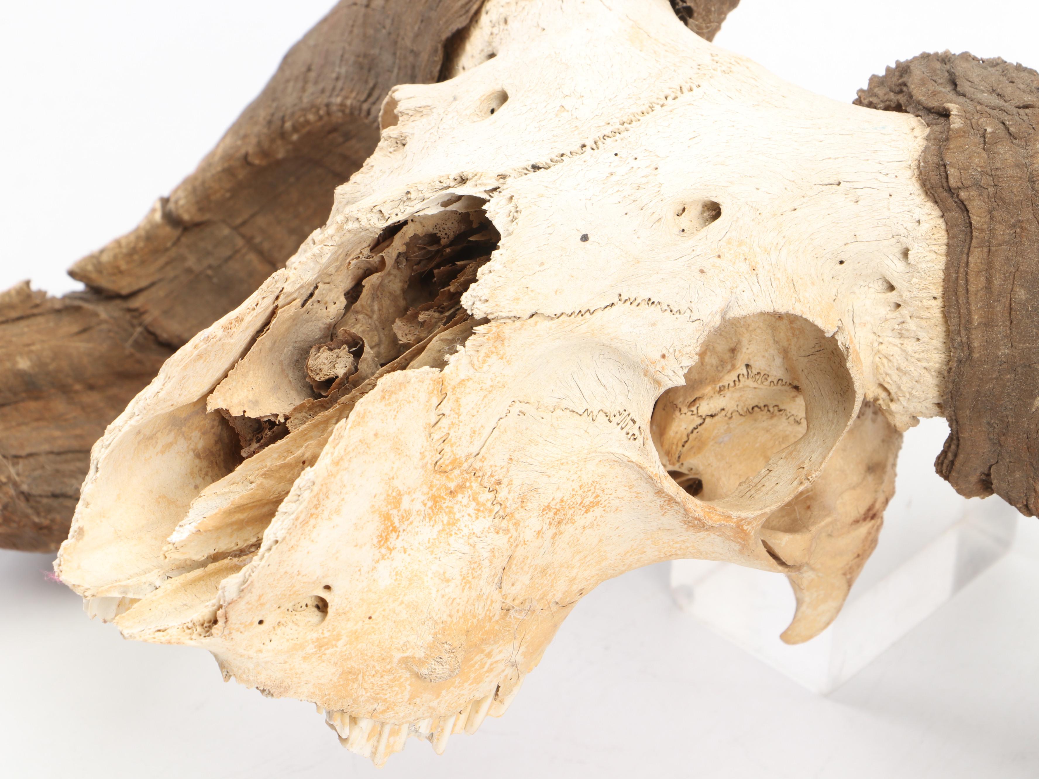 Taxidermy Bighorn Ram Skull With Horns