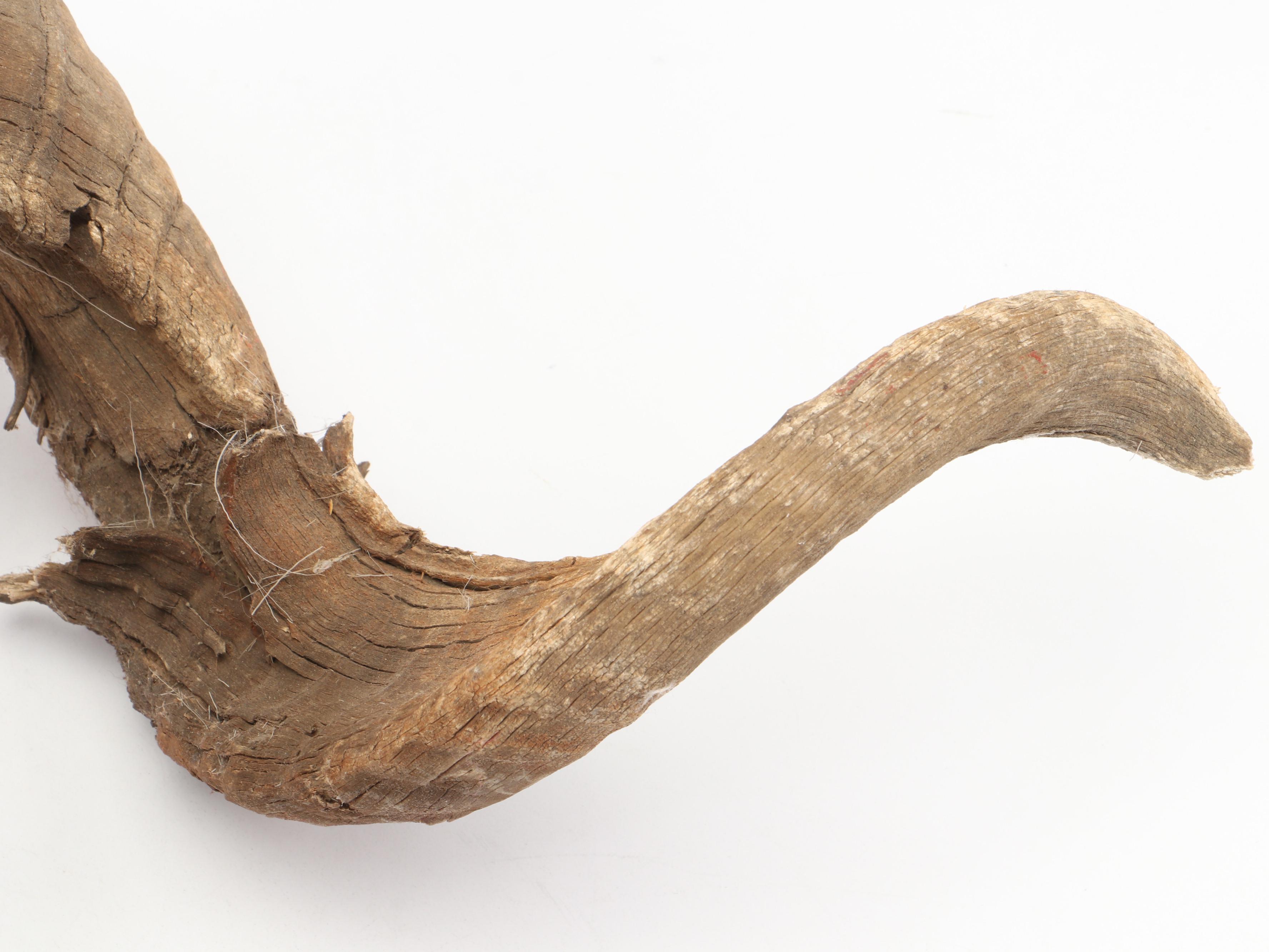 Taxidermy Bighorn Ram Skull With Horns