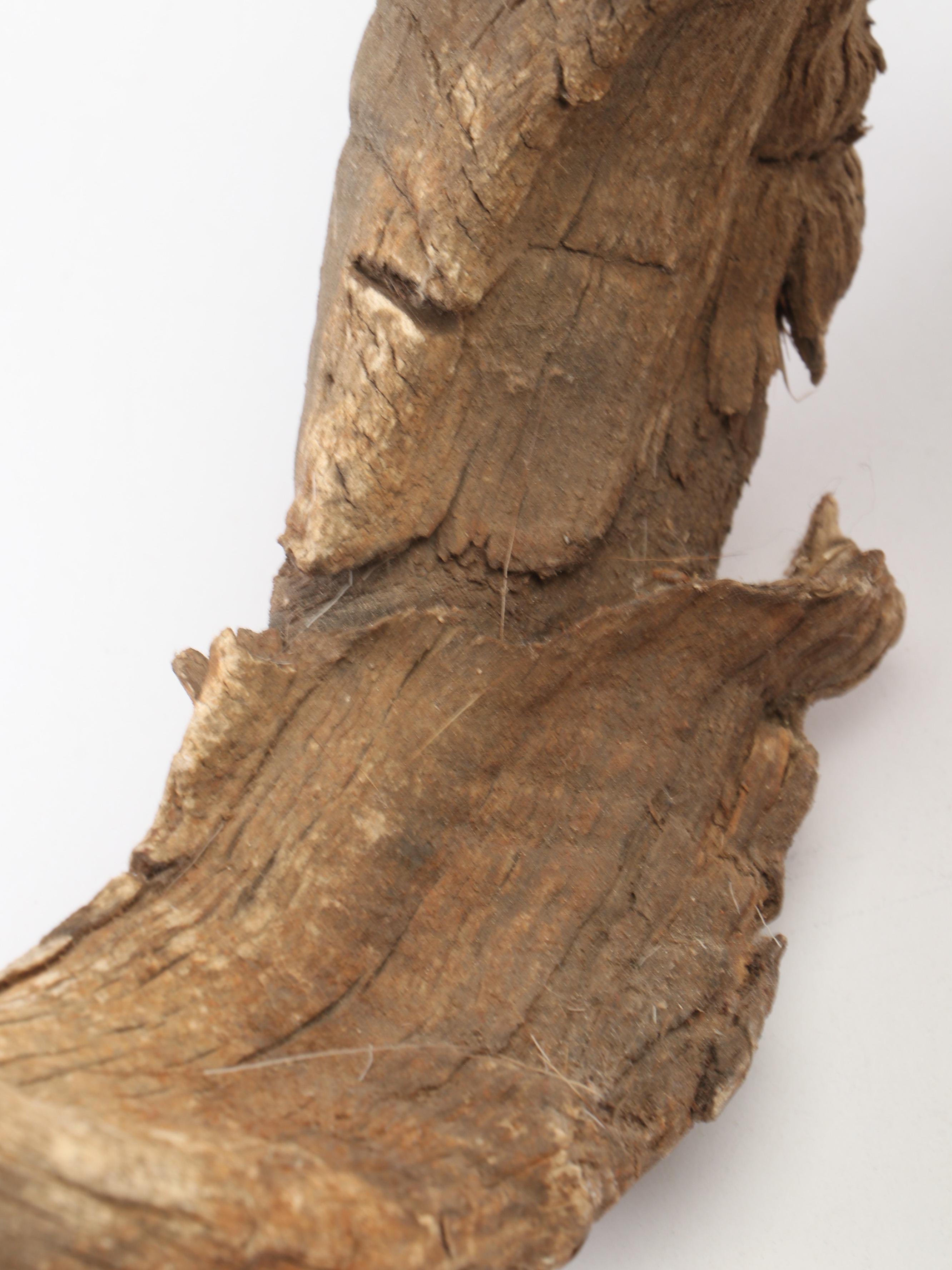 Taxidermy Bighorn Ram Skull With Horns