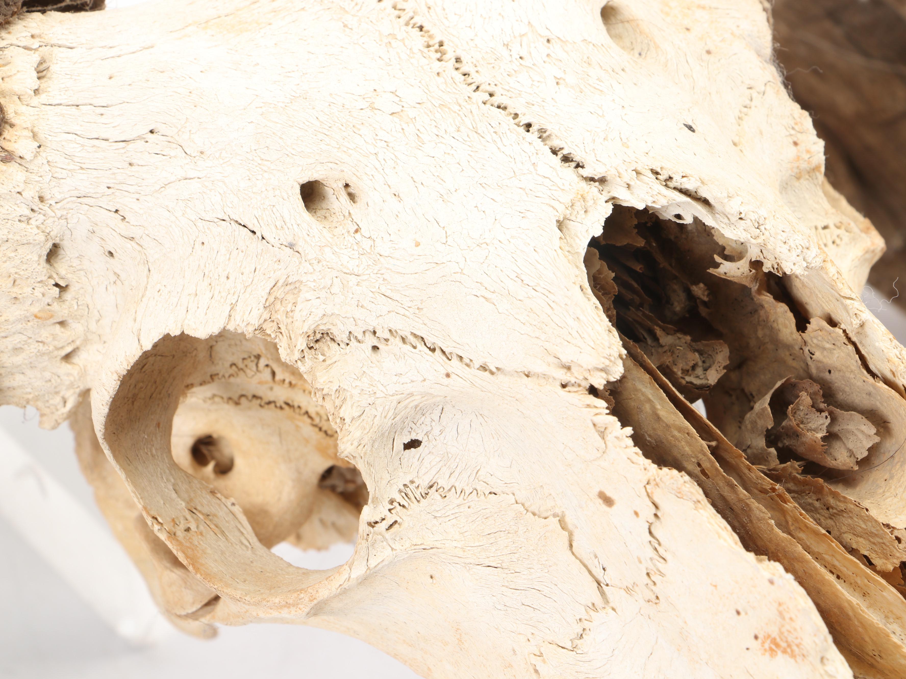 Taxidermy Bighorn Ram Skull With Horns