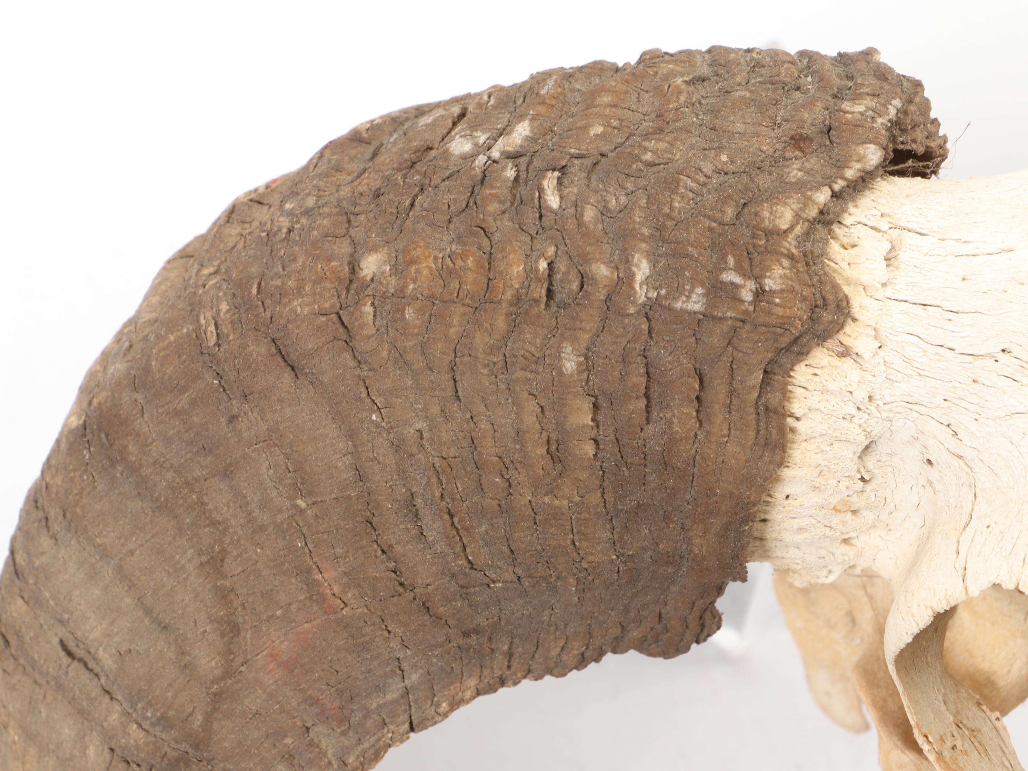 Taxidermy Bighorn Ram Skull With Horns