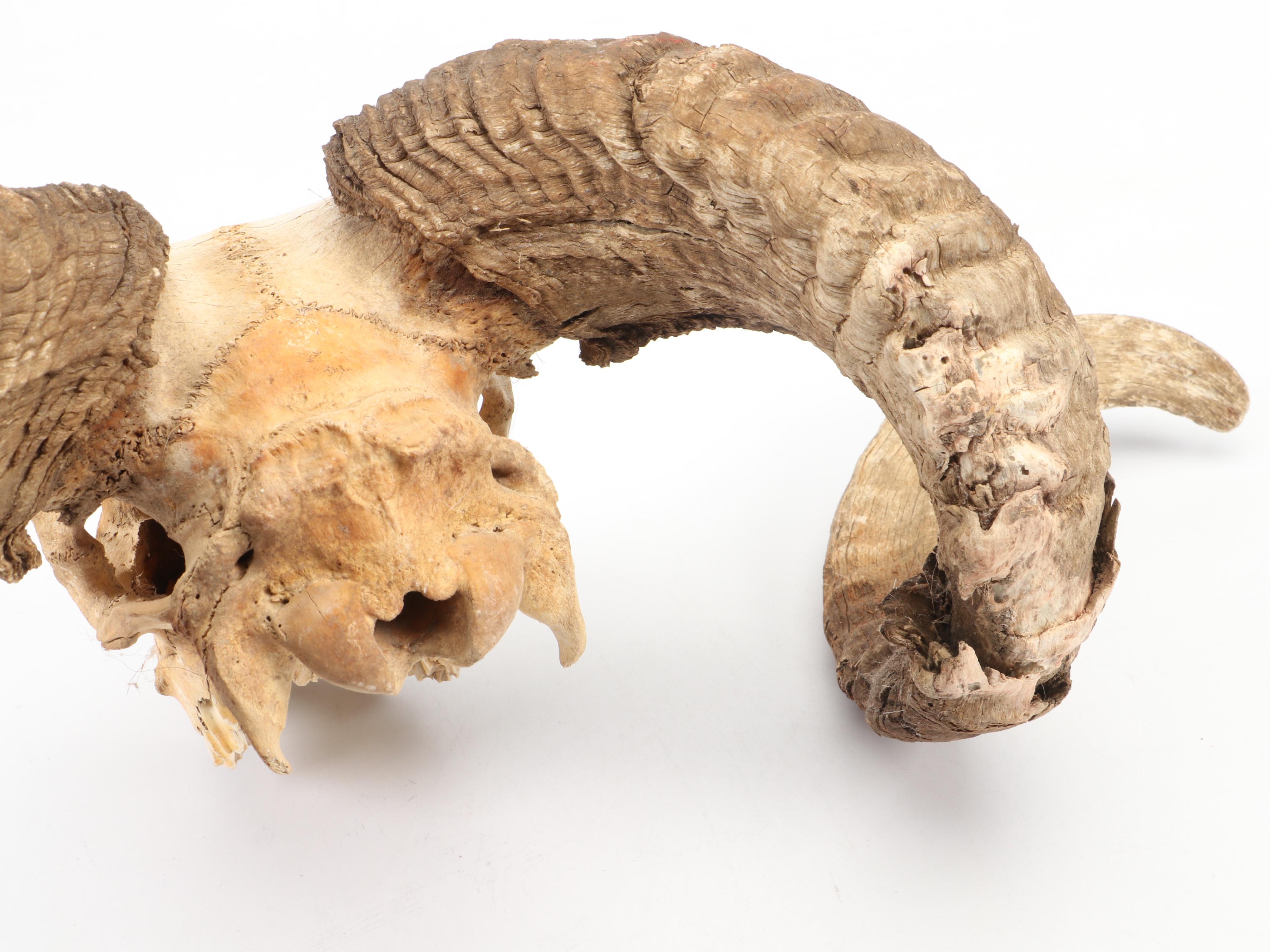 Taxidermy Bighorn Ram Skull With Horns