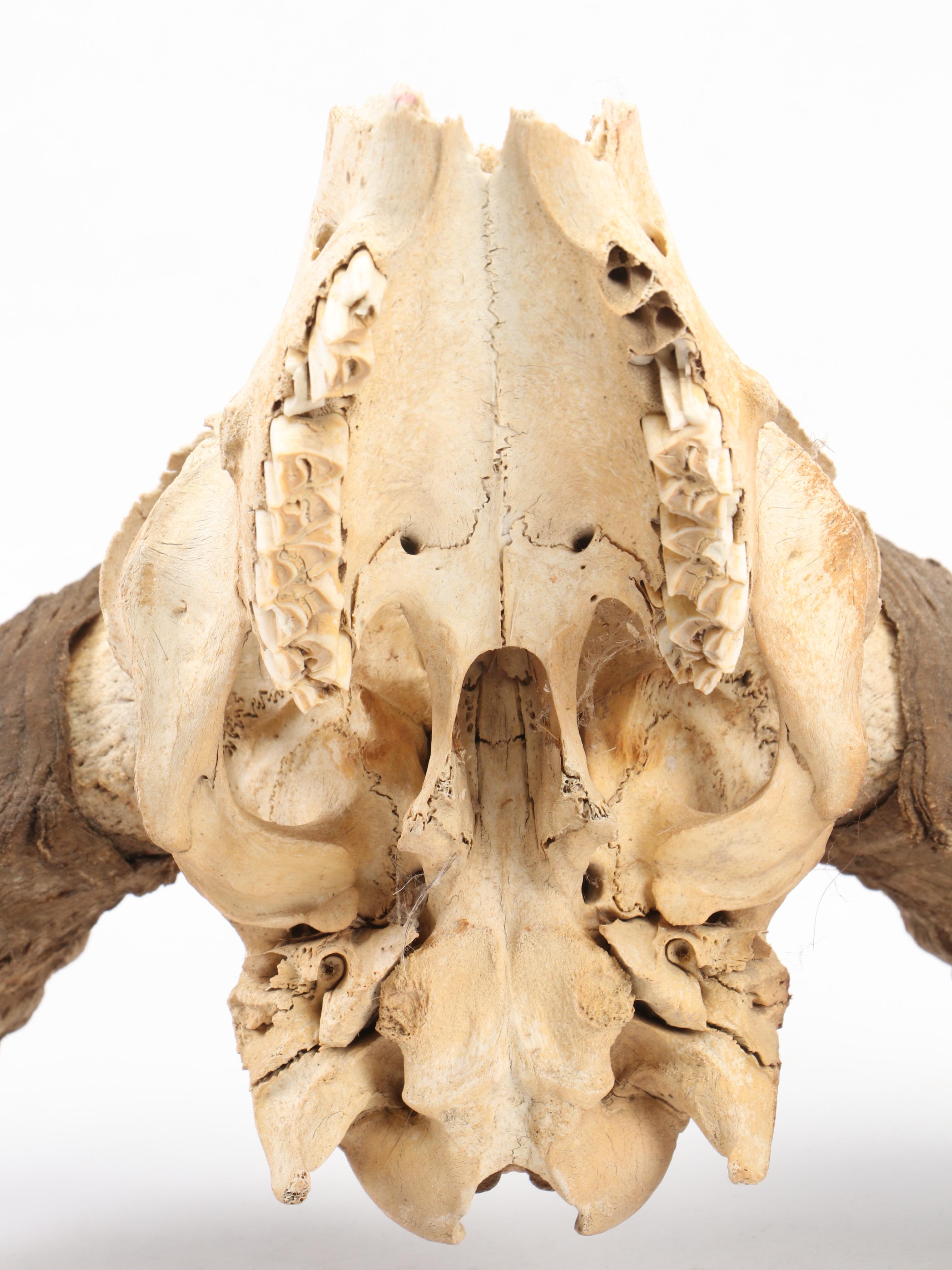 Taxidermy Bighorn Ram Skull With Horns